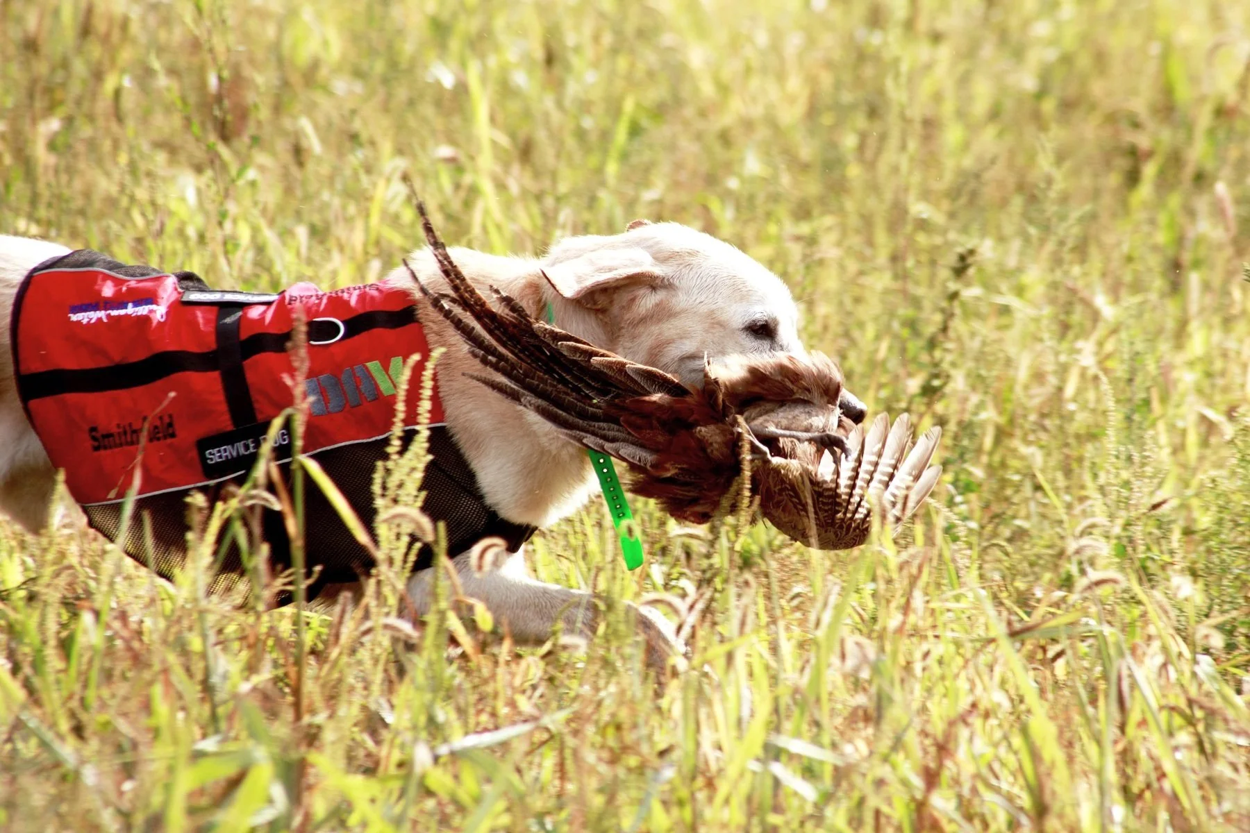 Wings of Valor hunting dog retrieving a pheasant