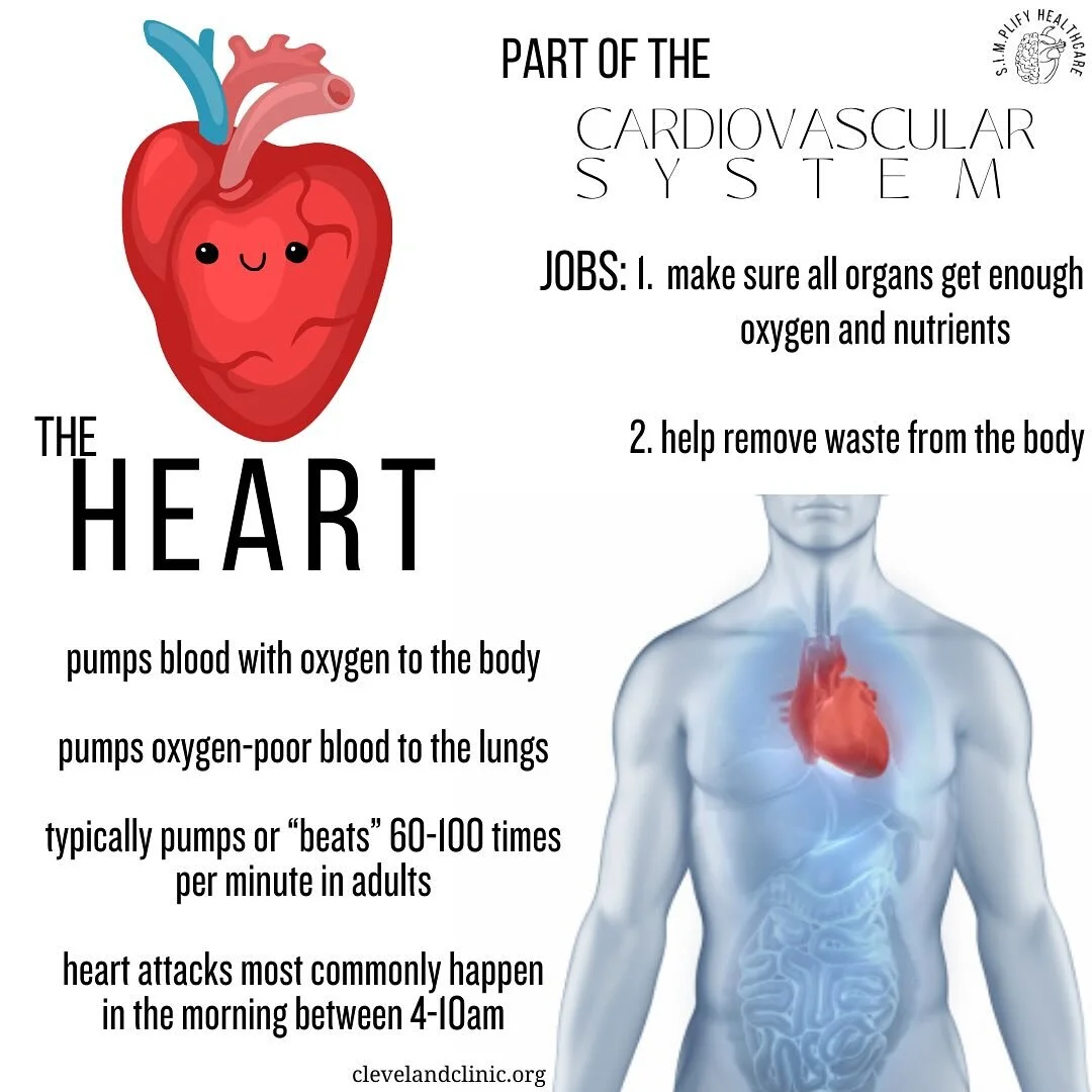 It&rsquo;s February 1, so let&rsquo;s meet the organ of the month - the heart! Located slightly left of center in the chest, this ~10 ounce organ about the size of your fist pumps blood to all parts of the body. This gives your other organs the oxyge