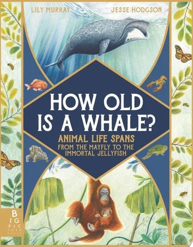 Book cover: How Old Is a Whale? Animal Life Spans from the Mayfly to the Immortal Jellyfish by Lily Murray