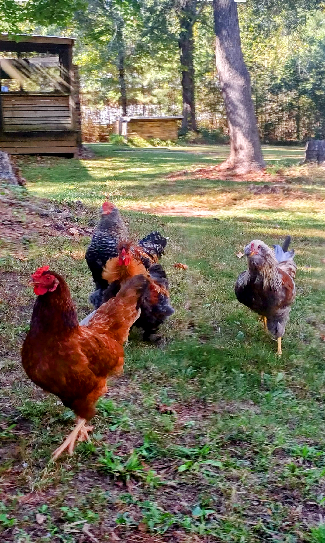 blk chickens.png