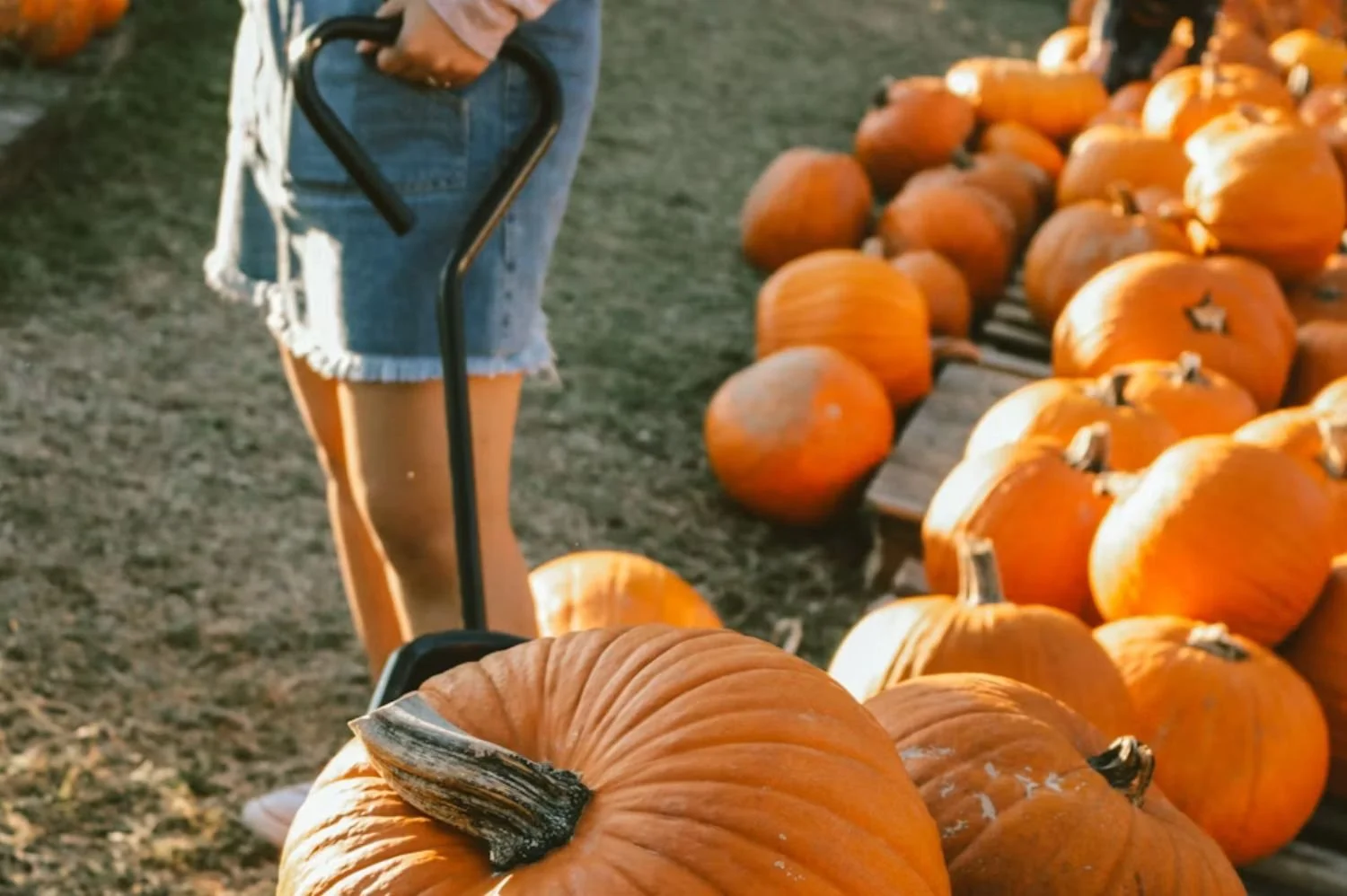 Large pumpkins in a pumpkin patch with a woman holding a wagon