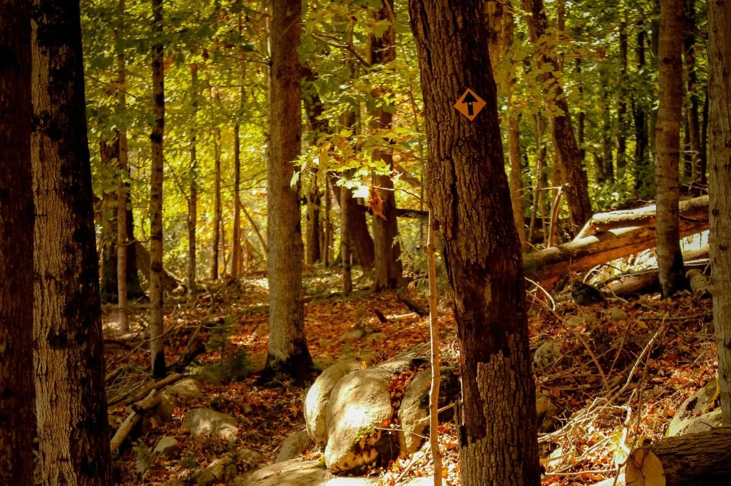 Autumn forest hiking trail with sunlit leaves