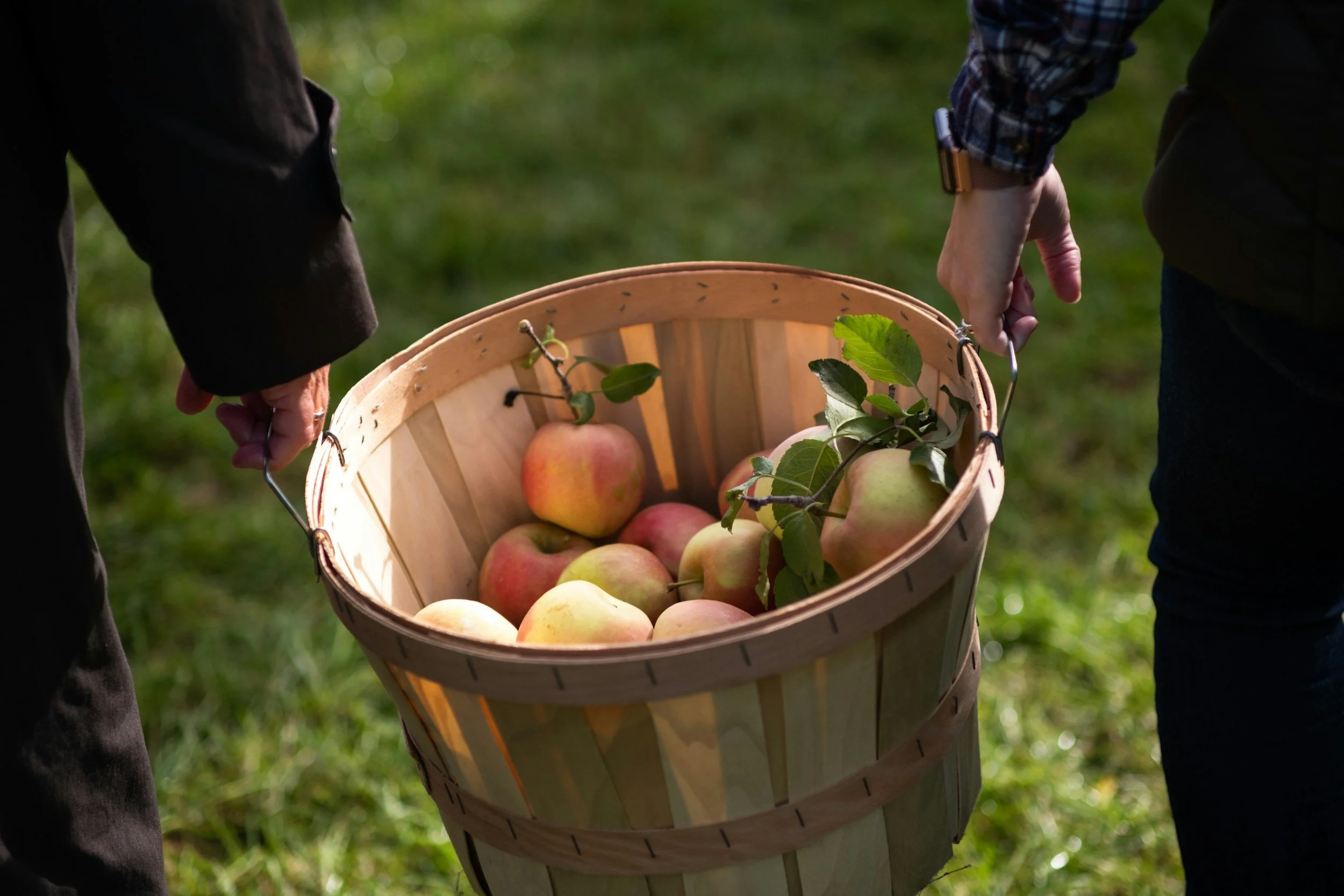 Apple Picking with the Sunday School