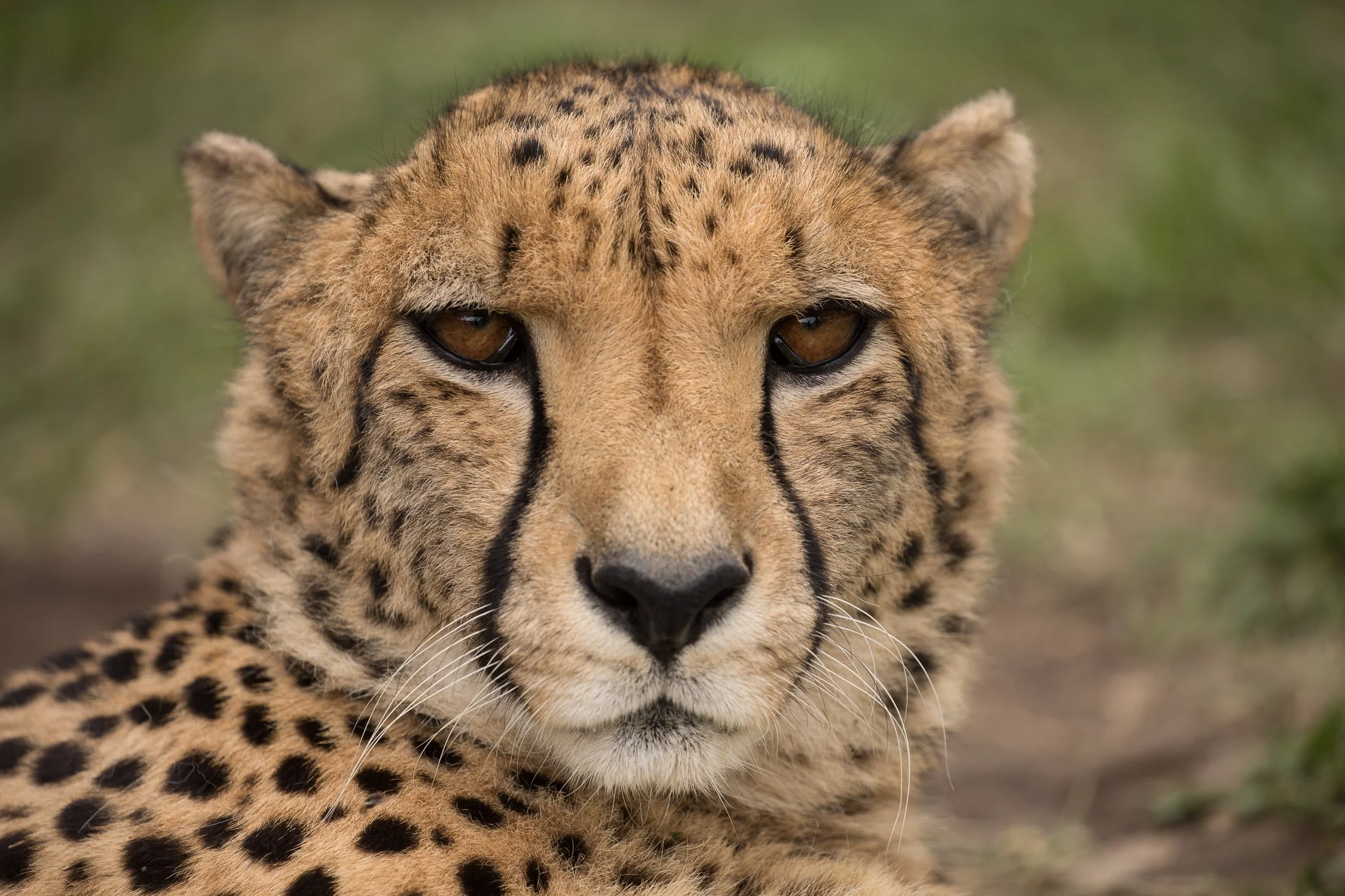 Cheetah portrait by Tremayne Ward-Smith.