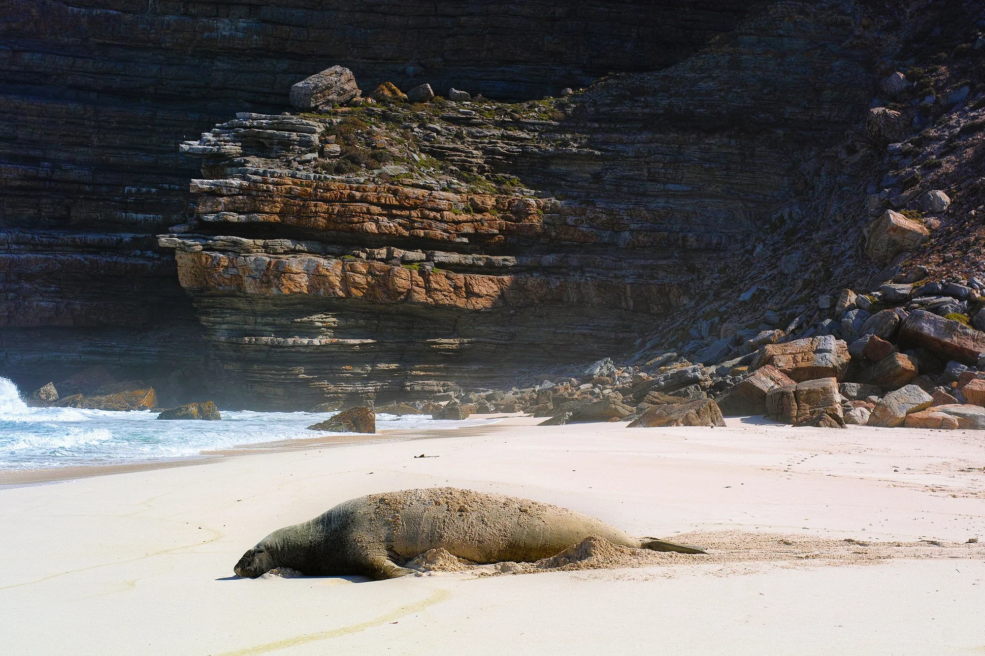 Elephant seal, photo by Tremayne Ward-Smith. Cape Point Nature Reserve.