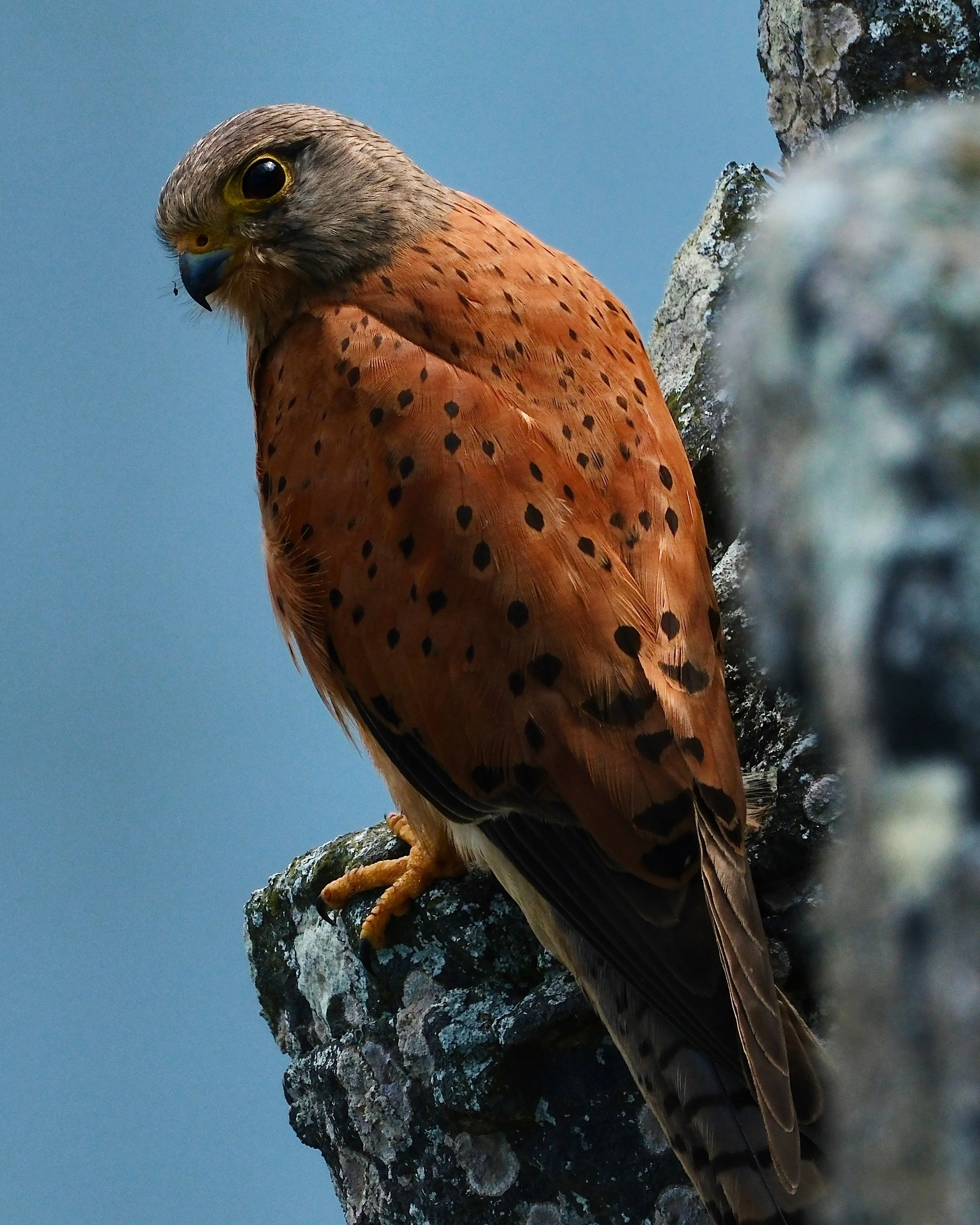 Rock Kestrel by Tremayne Ward-Smith