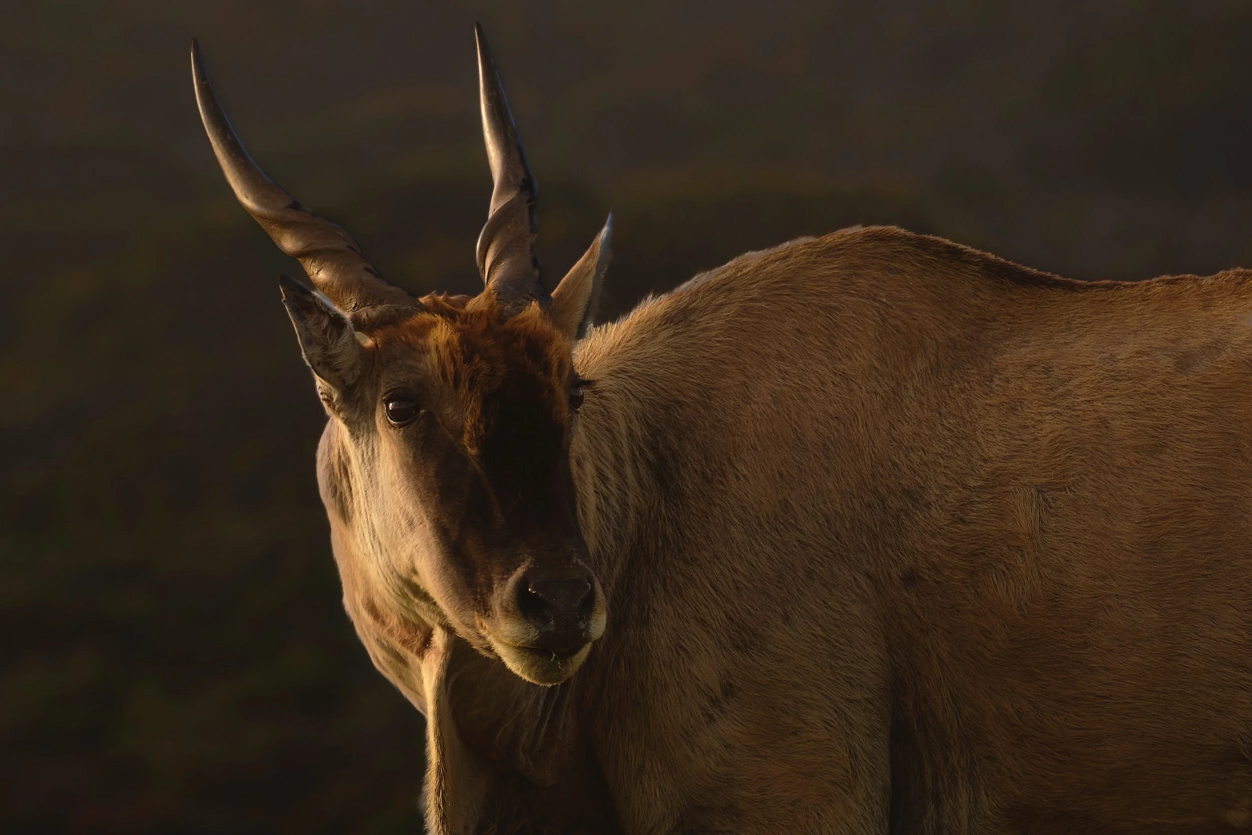 Eland bull, photo by Tremayne Ward-Smith.