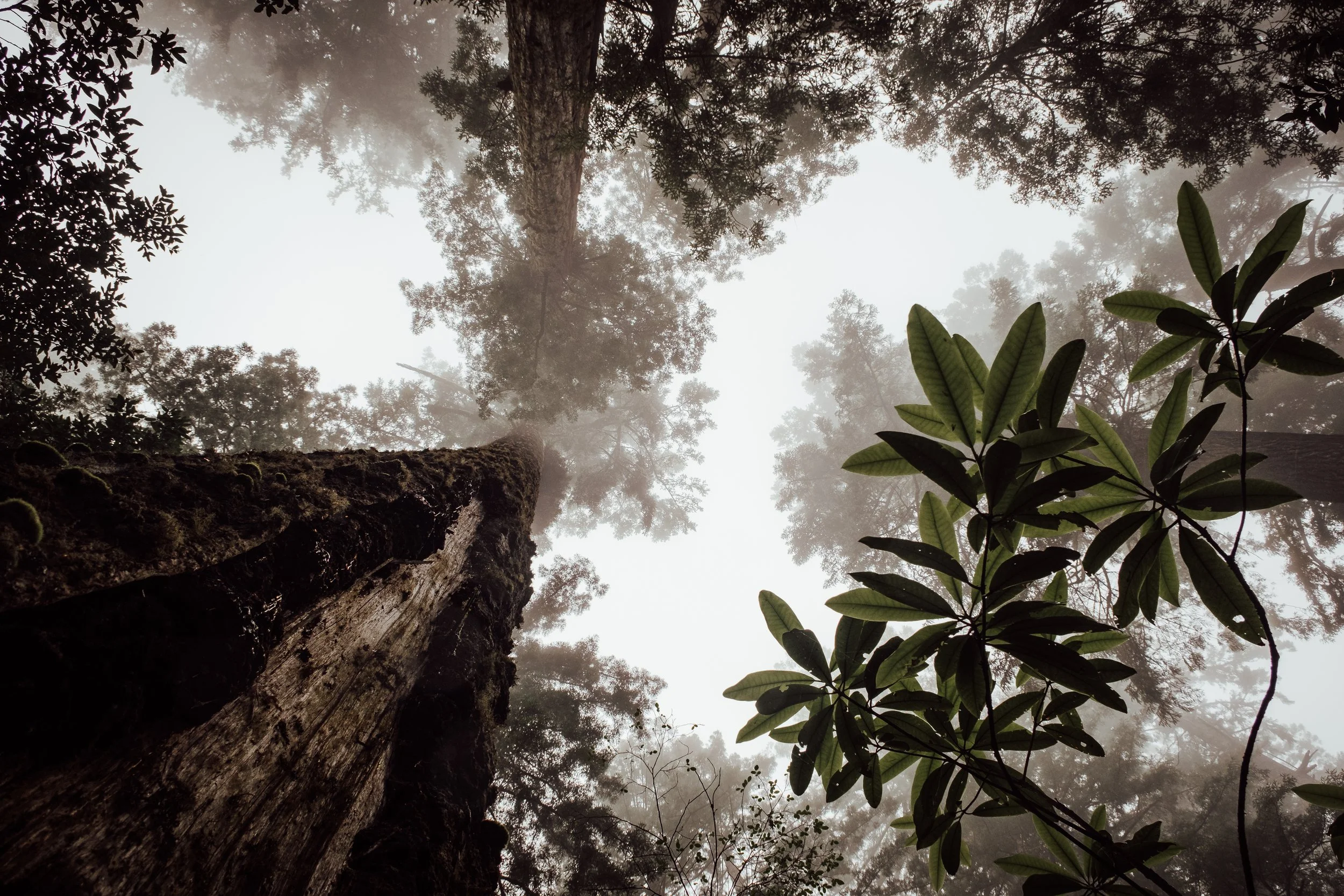 Utsikt uppåt mot en tät skog med höga träd och grönbladiga växter mot en molnig eller dimmig himmel.