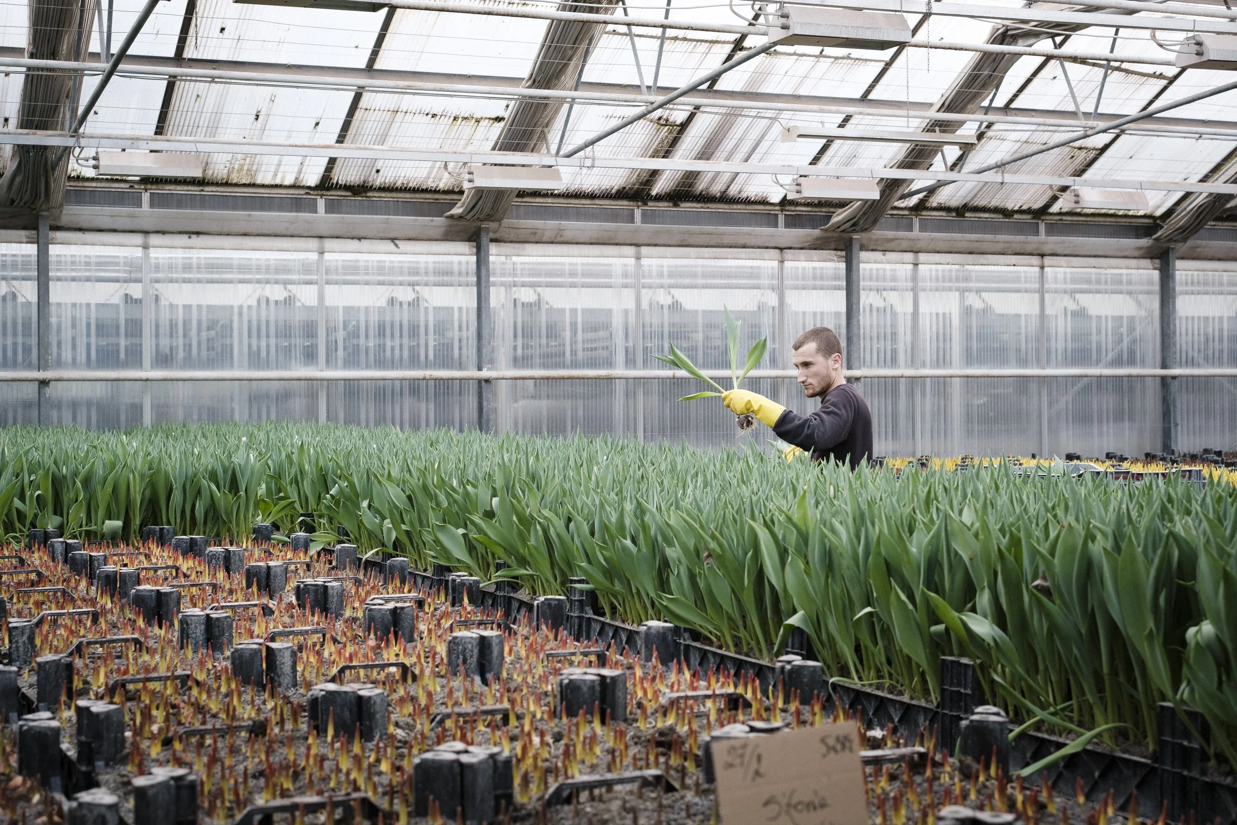 En person i ett växthus planterar en växt i en kruka bland gröna plantor.