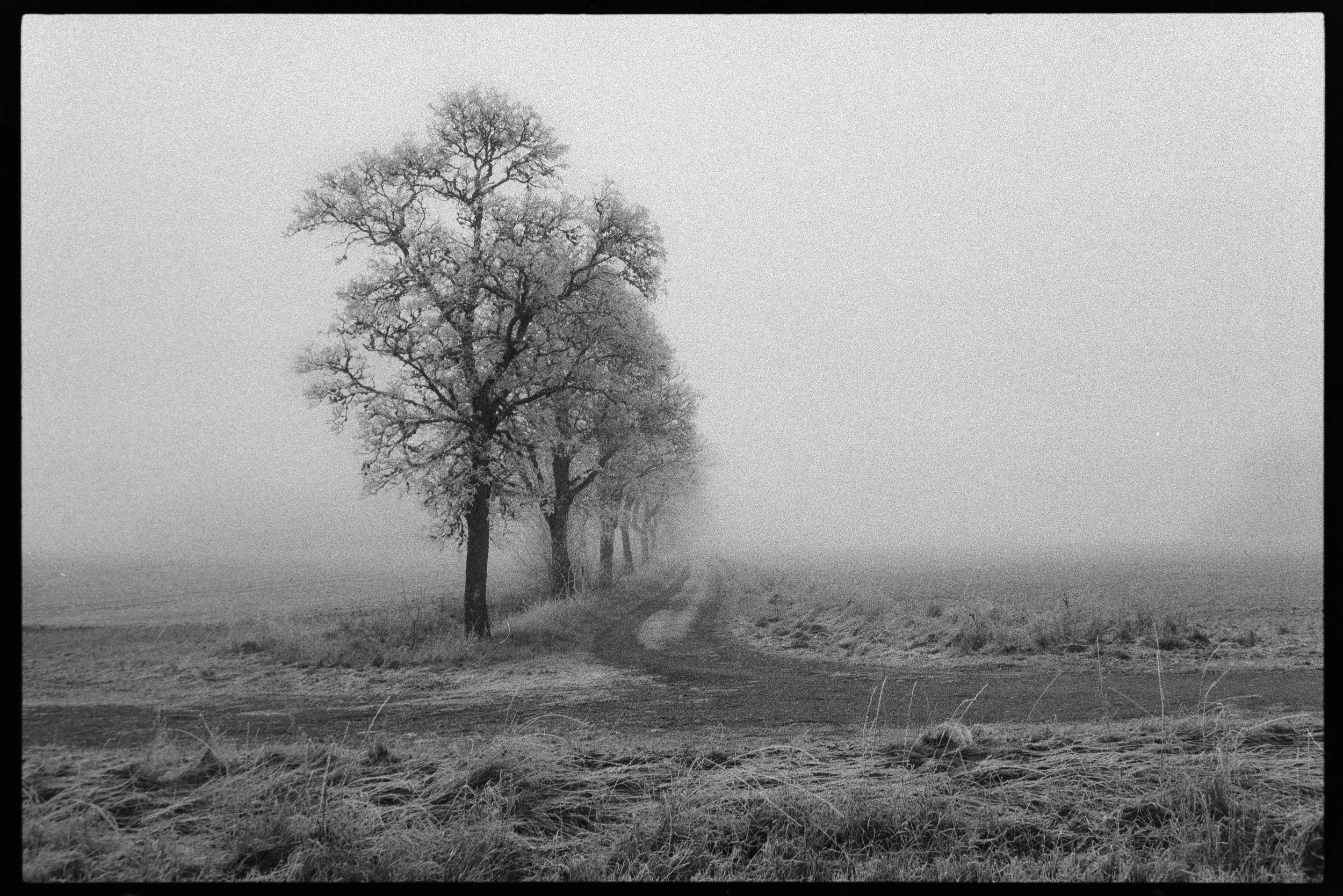 Vägen med träd längs sidan i ett dimmigt landskap, svartvitt, höst eller vinter.