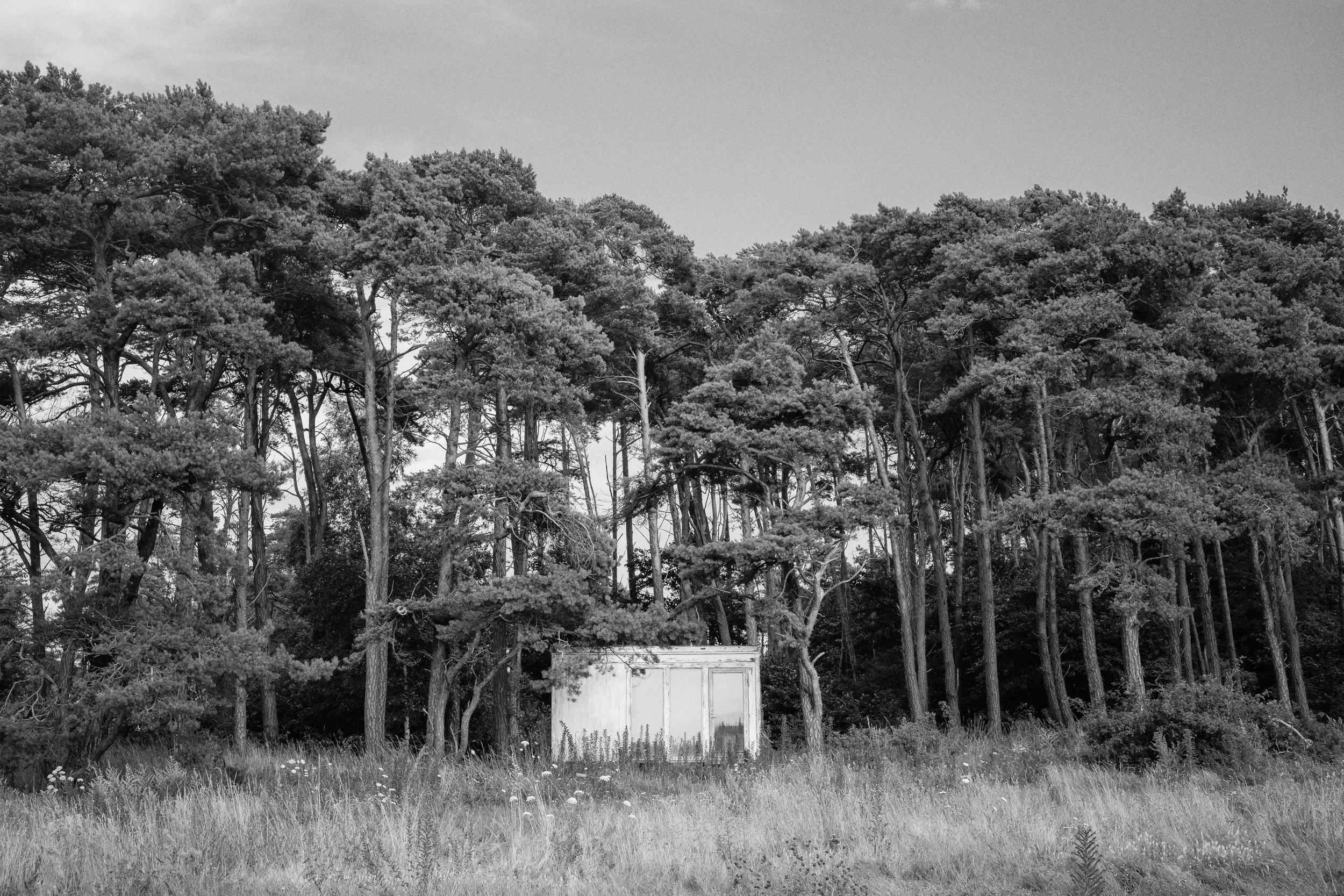 En liten vit byggnad i en gräsbevuxen plats framför en tät skog av träd.