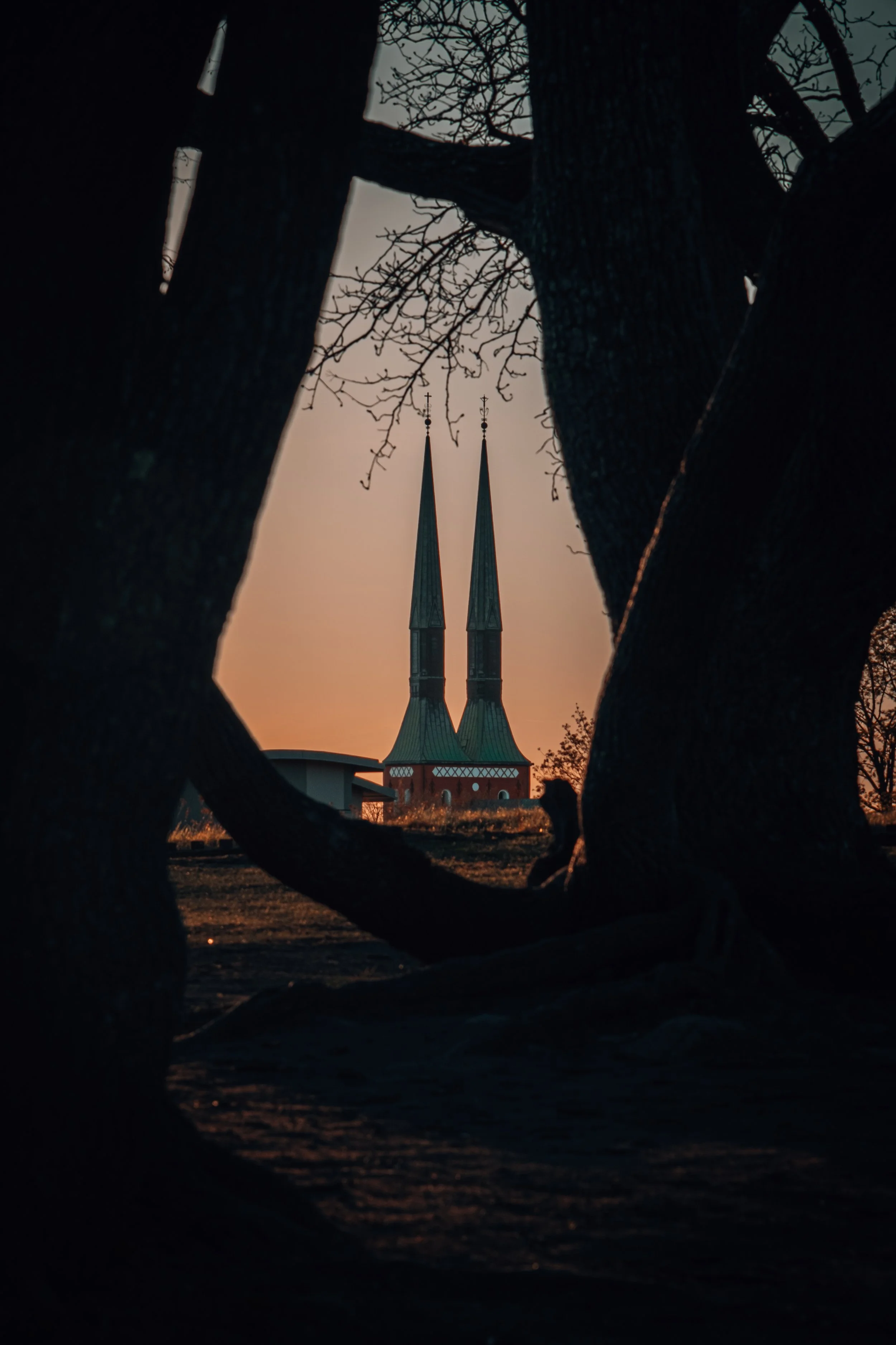 Två kyrktorn sett genom ett träd med grenarna som omger dem, under en solnedgång.