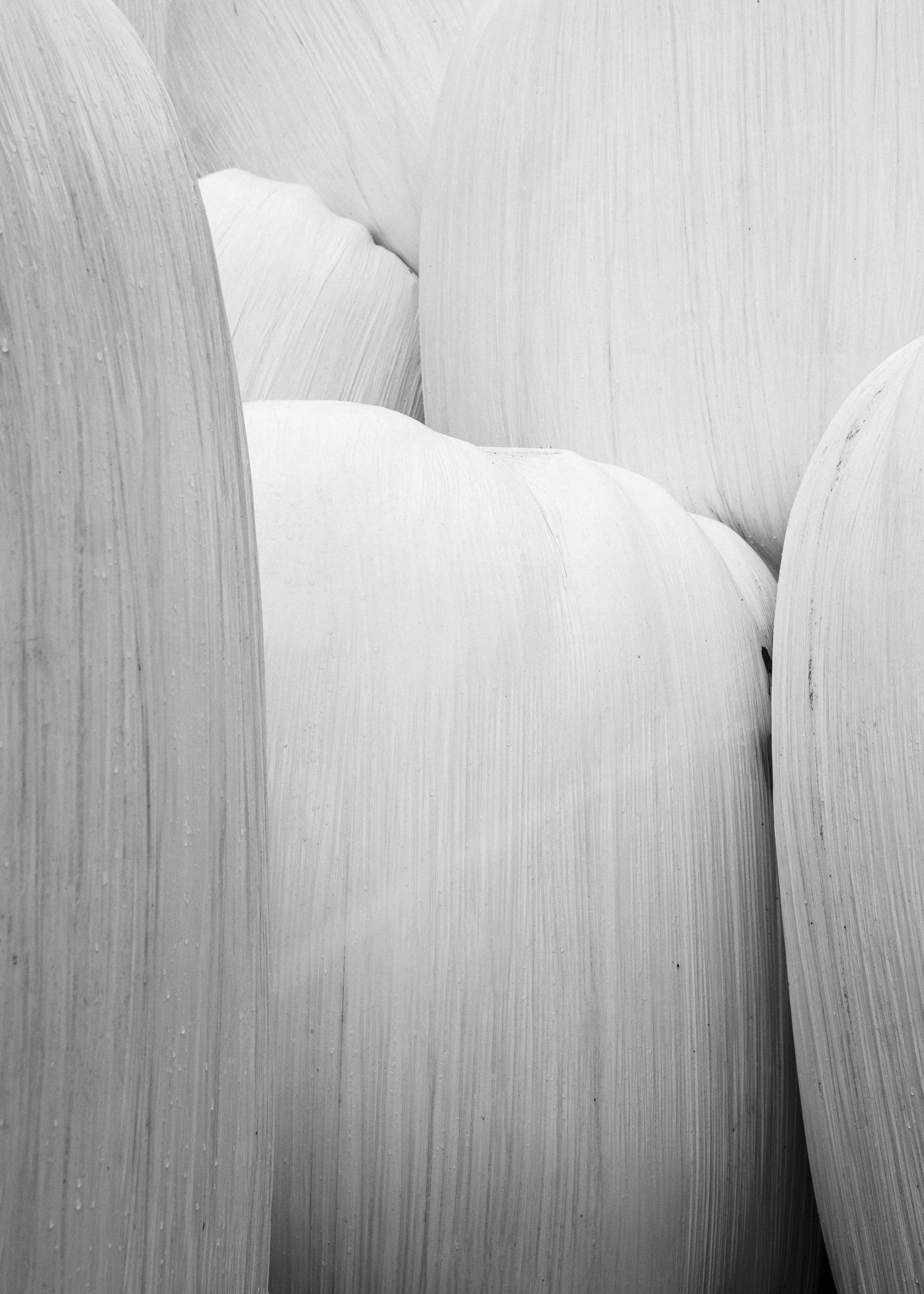 Närbild av stora lökblad med droppar på ytan.