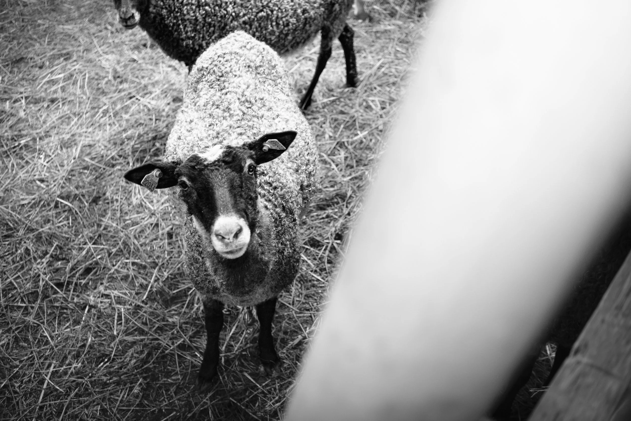 En får med svart och vit färg, tittar upp mot kameran i en inomhusmiljö med halm på golvet.