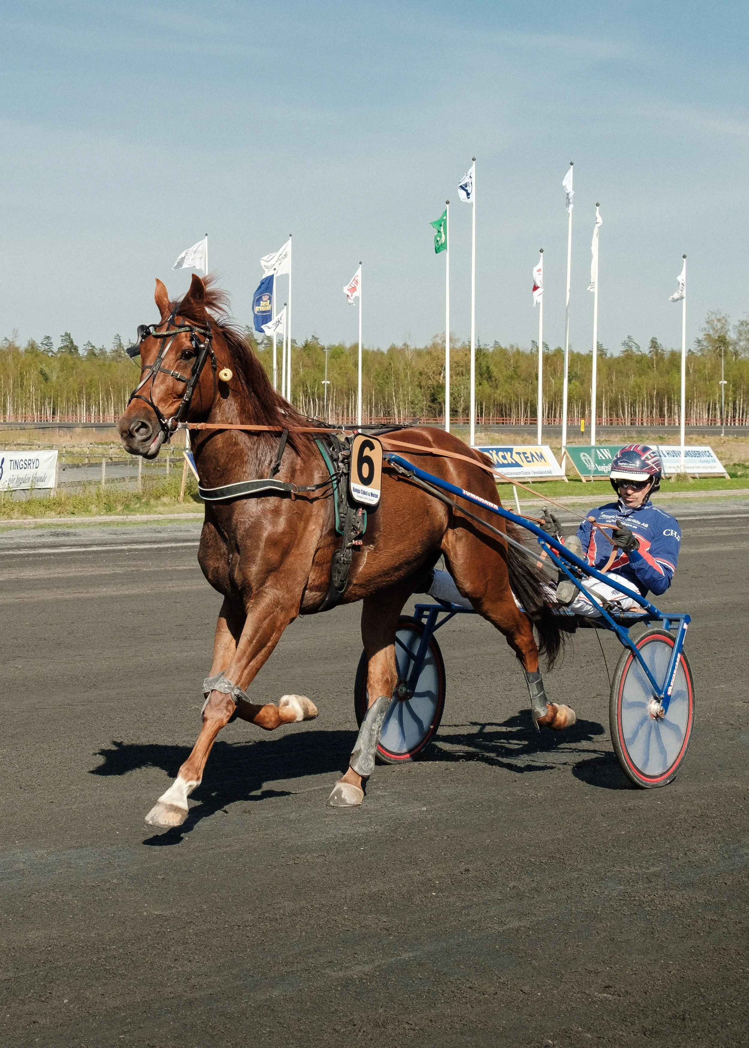 En travhäst som drar en sulky med en förare under en tävling på en racerbana, omgiven av flaggstänger och träd i bakgrunden.