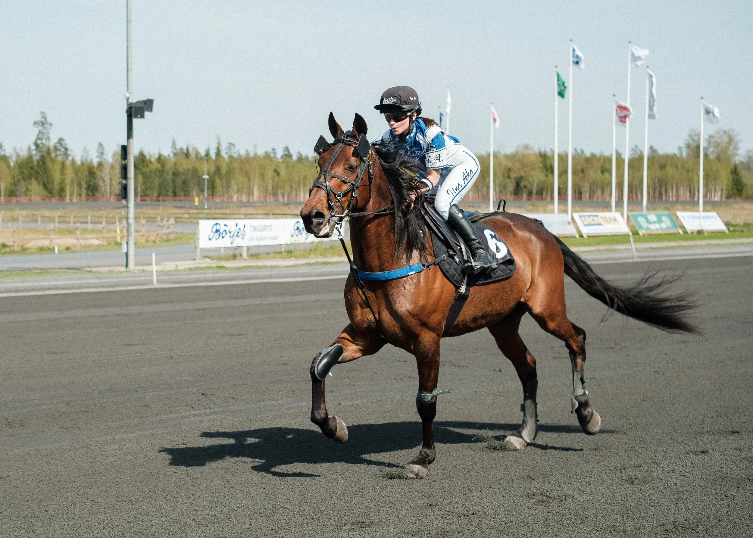En ryttare i blå och vit dräkt rider på en brun häst på en travbana, omgiven av flaggor och träd i bakgrunden.