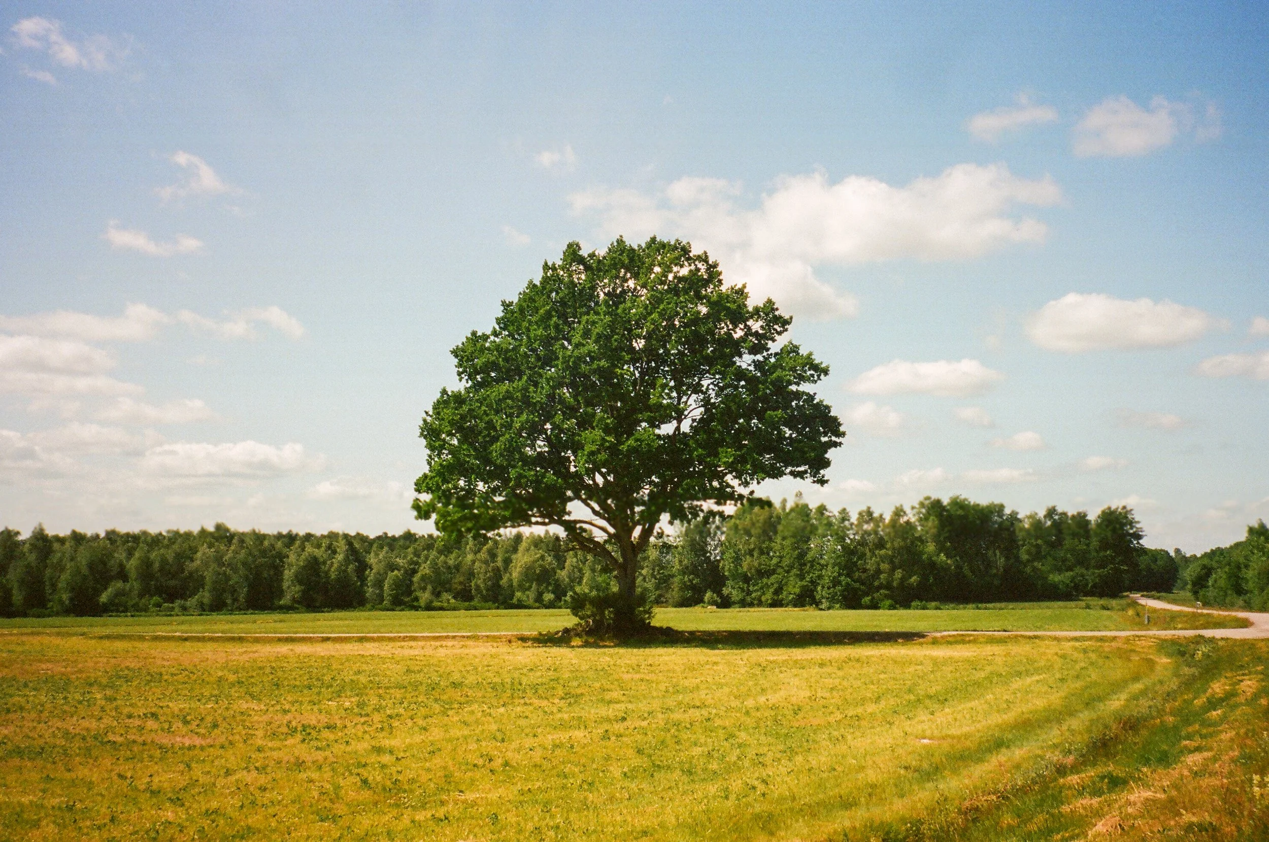 En ensamt träd står mitt i ett öppet fält under en blå himmel med några moln.