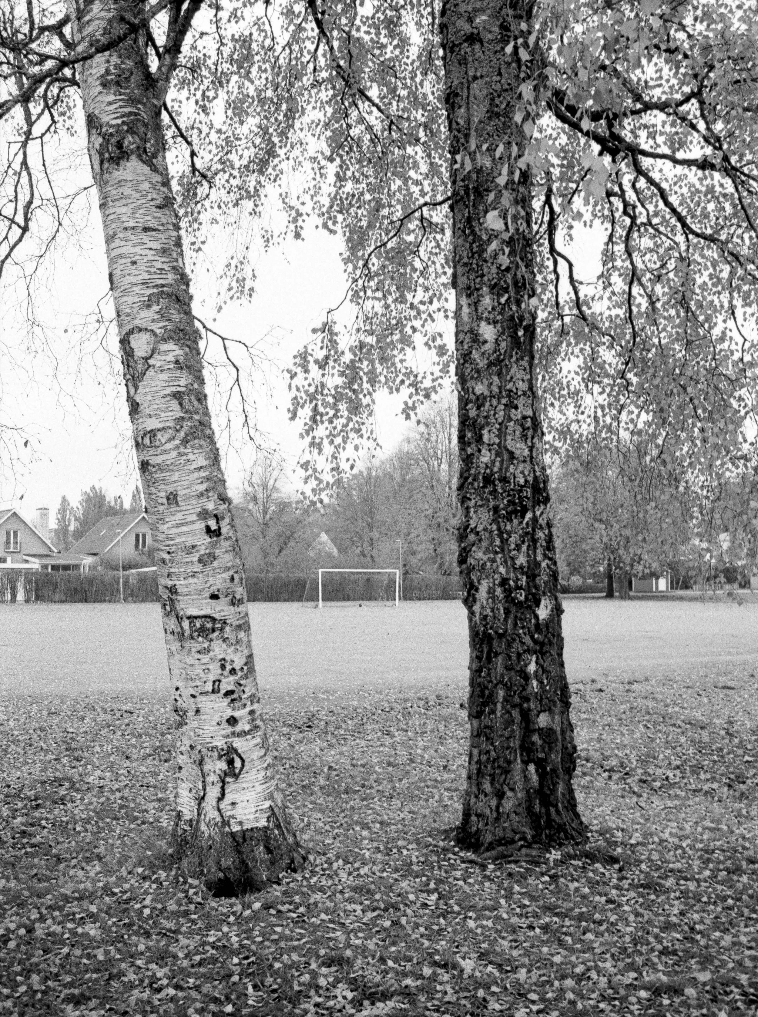 Två träd framför en fotbollsplan i ett bostadsområde, omgivande hus och träd i bakgrunden.