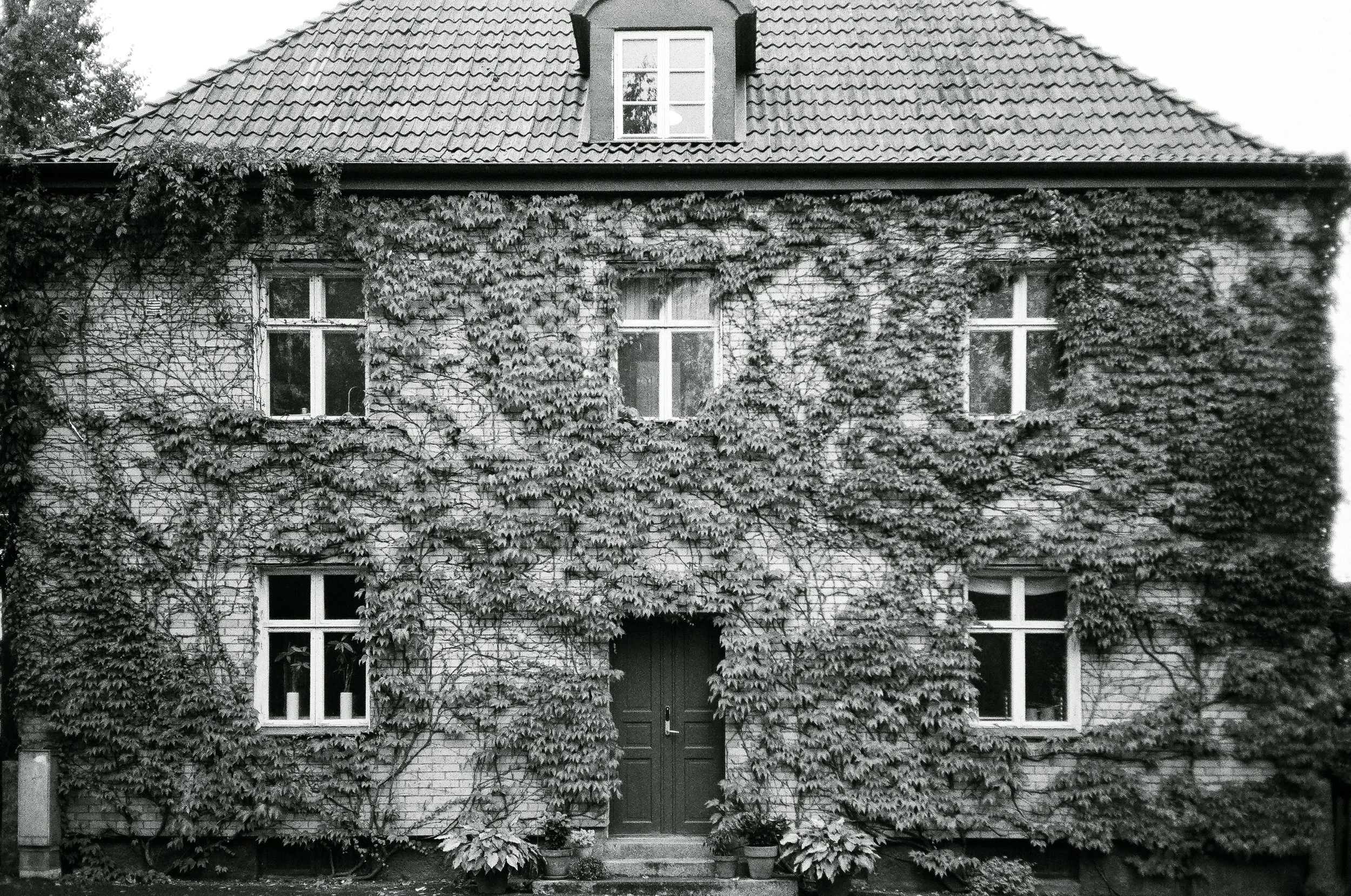 En äldre husvägg täckt av klättrande växter och murgröna, med fyra vita fönster och en mörk träport.