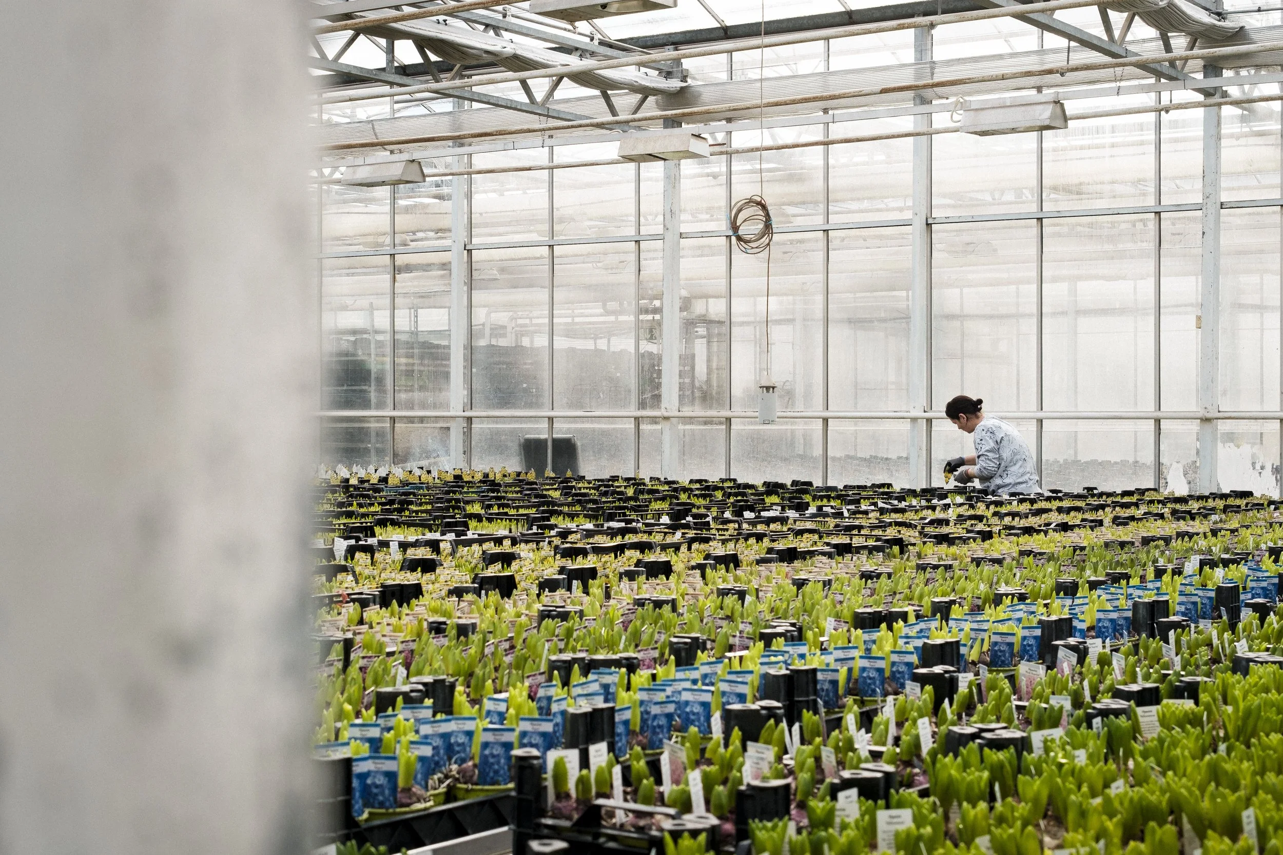 En person sköter om många små växter i ett växthus.
