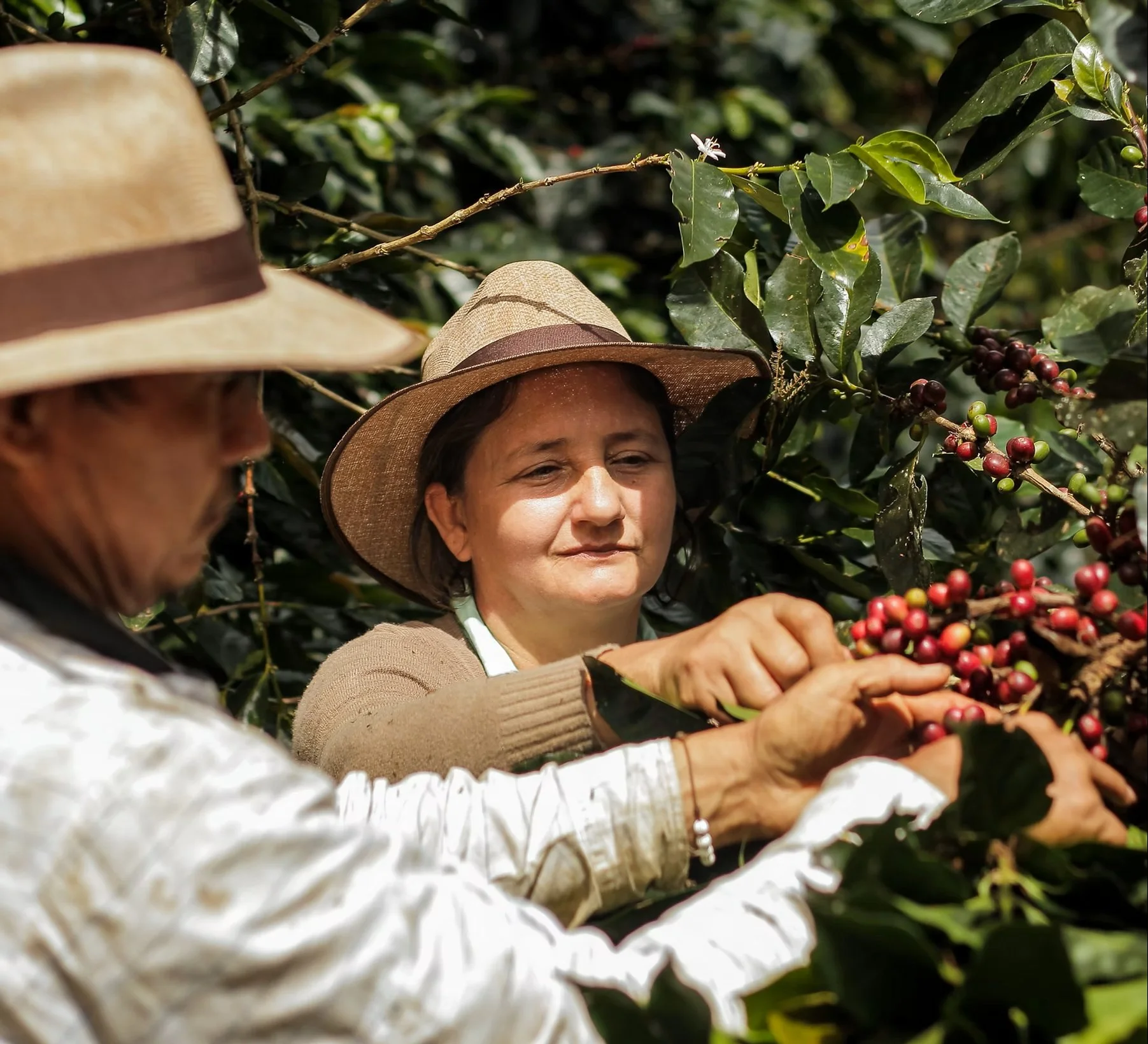 Santa Barbara Coffee