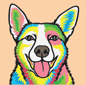 Australian Kelpie Dog Portrait