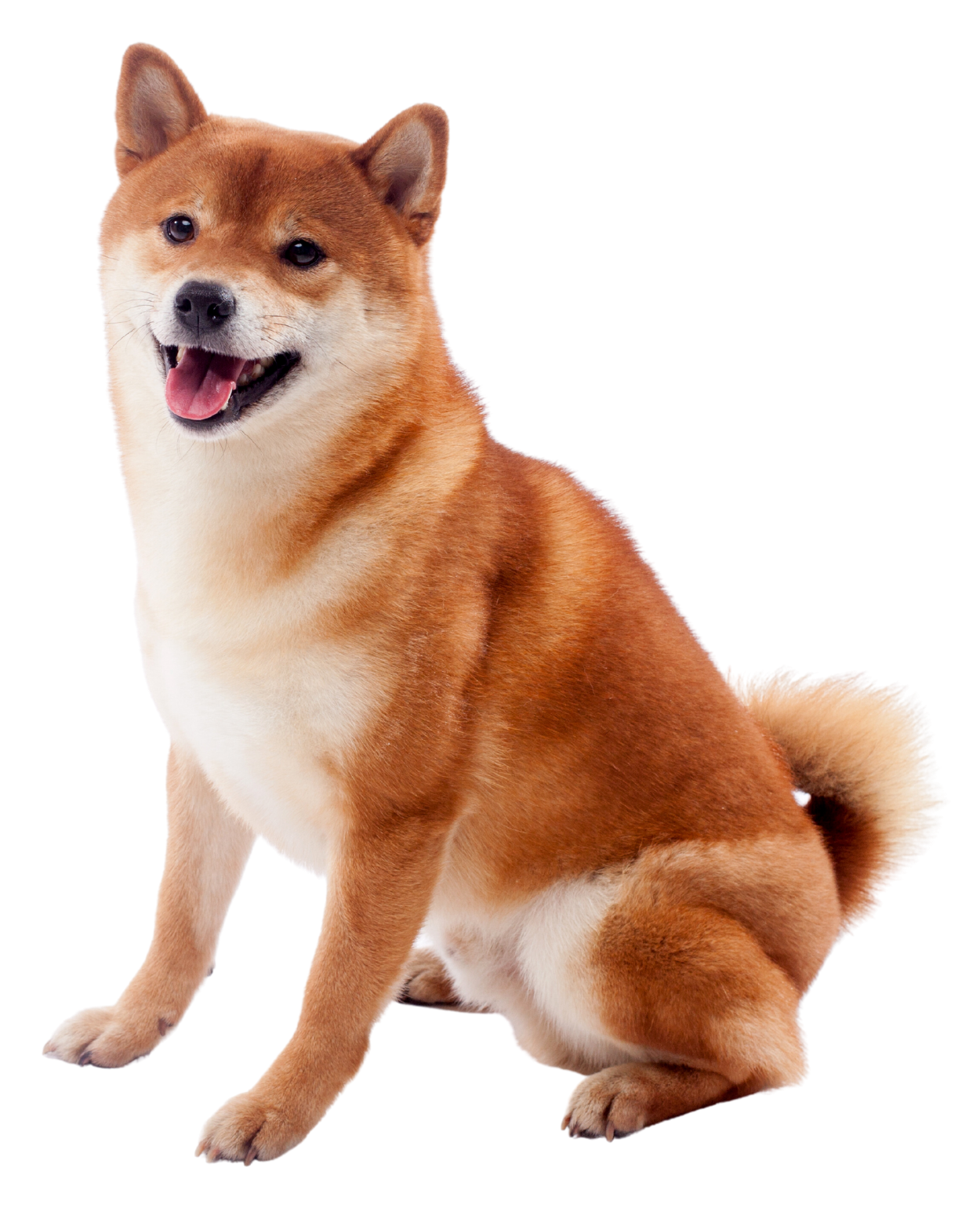 Sitting Shiba Inu dog with tan and white fur, smiling and looking at the camera
