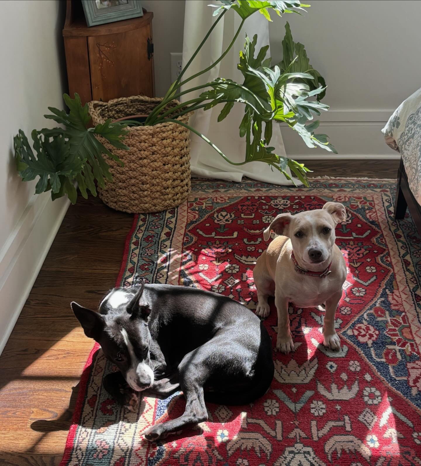 Happy Mother&rsquo;s Day to everyone who mothers in any way. These two thanked me with a 6am wake up bark and sweet nuzzles in bed, and even stopped to pose in a spot of sunshine for me later because they know I can&rsquo;t pass up a photo of them, p