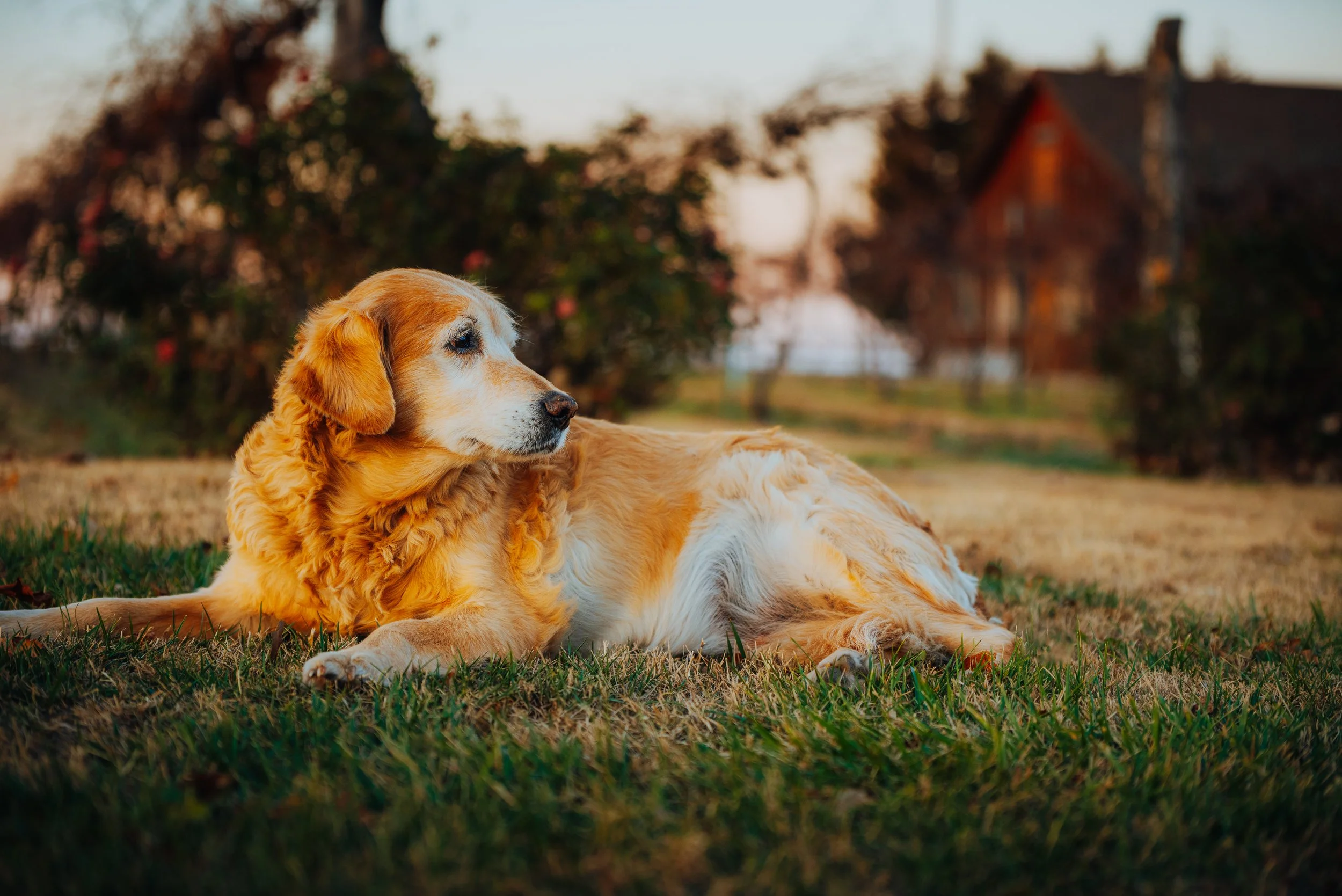 Golden Retriever lying on grass in a garden with a house in the background.