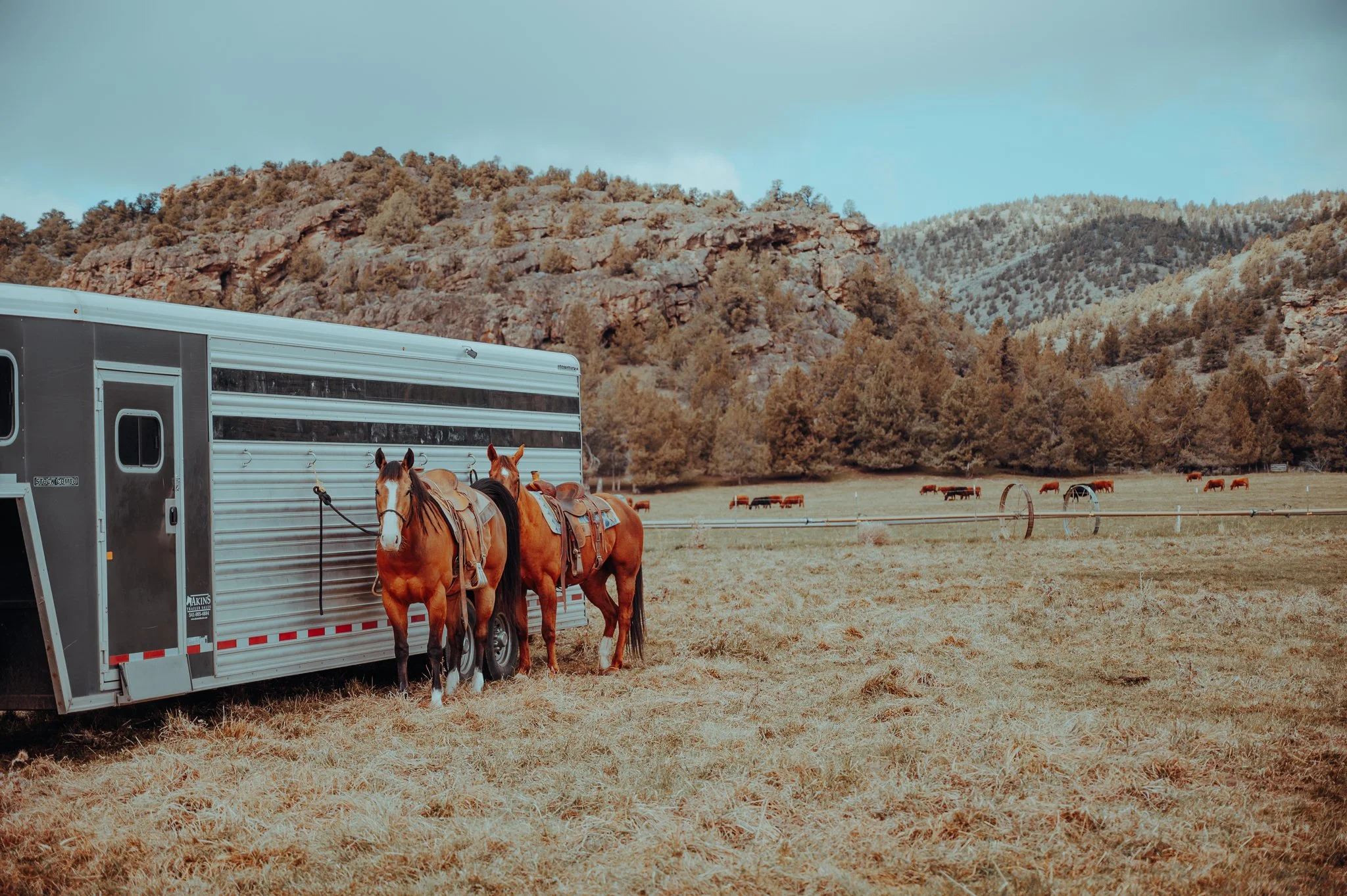 Two saddled horses tied to a trailer in a grassy field with distant cattle and a hilly, forested background.