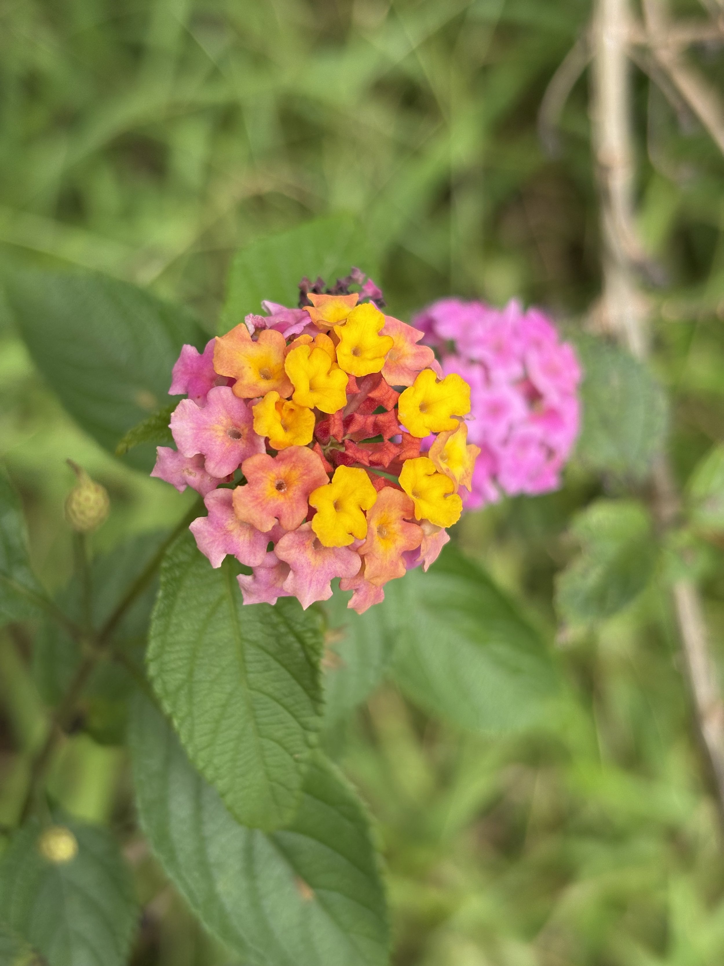 The Evolved and Embodied Empath