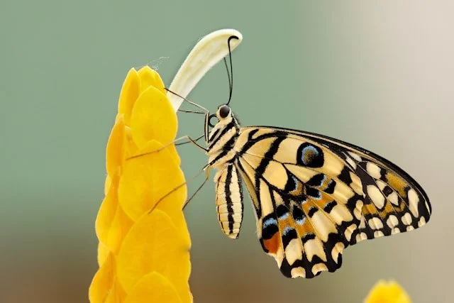The Soup Before the Wings: The HSP Healing Journey from Awareness to Embodied Leadership