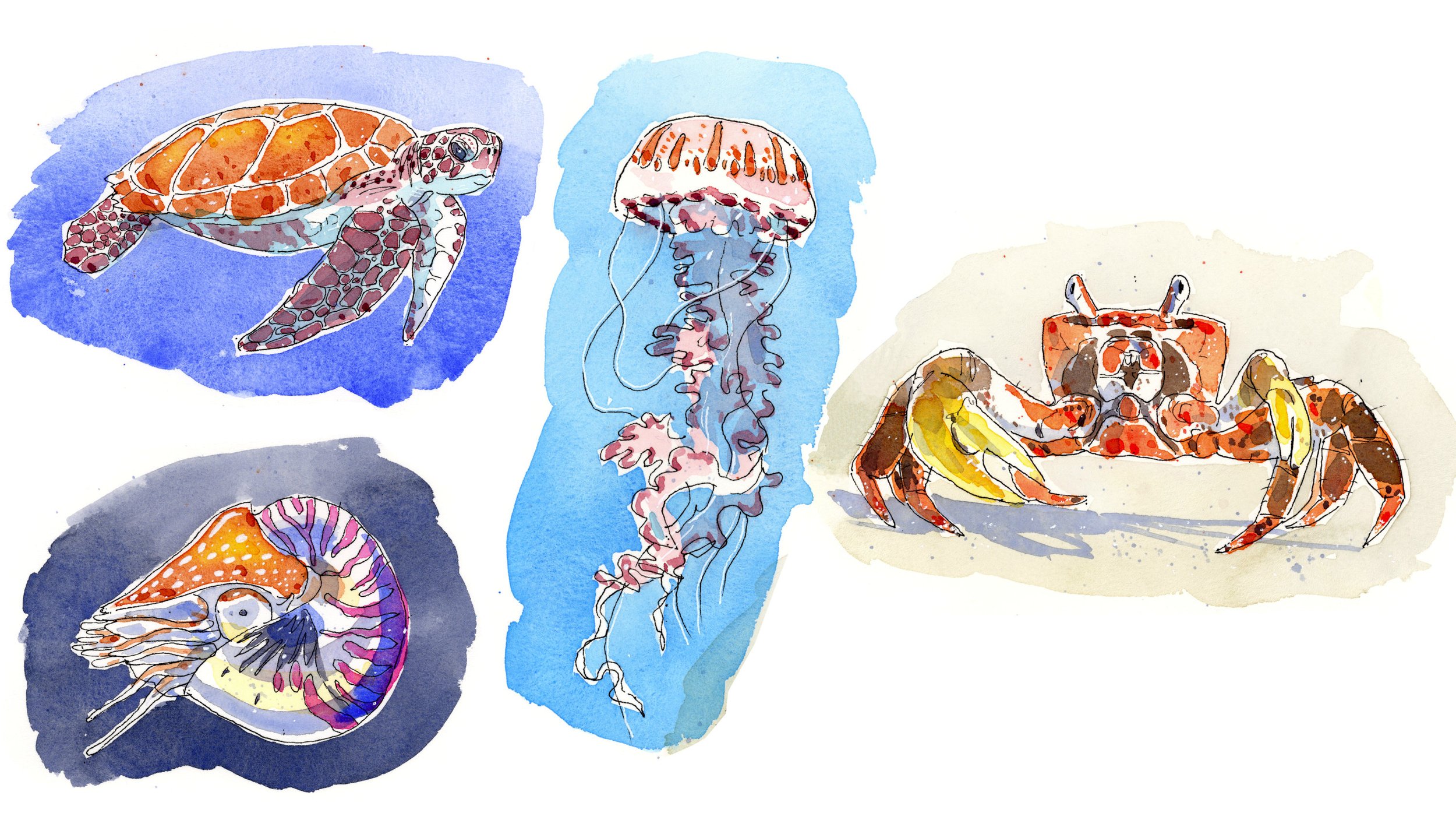 Watercolor illustration of ocean creatures including two sea turtles, a jellyfish, a squid, and a crab.