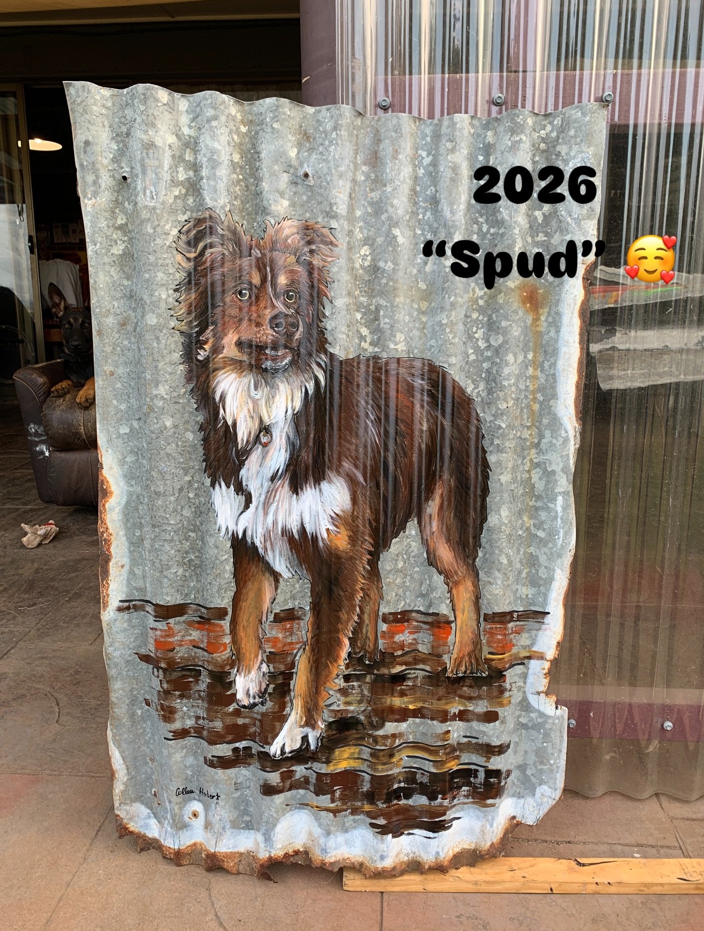 2026 Meet Spud - a much loved farm dog that lived to a good old age of 15 🐕 

thanks so much for P and F for letting me create this for you.

#colleenherbertartist #colleenherbertart #petportrait #kelpiexbordercollie
