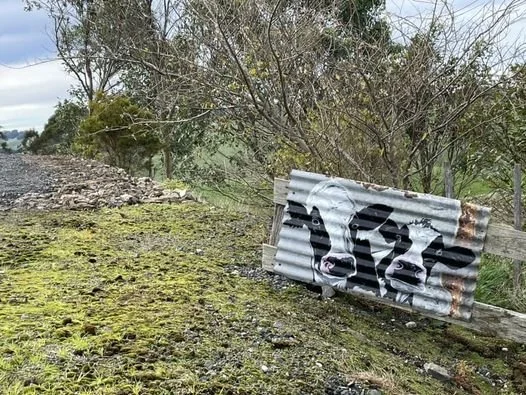 OUTDOOR-ART-CORRUGATED-IRON-COW-COLLEEN-HERBERT.jpeg