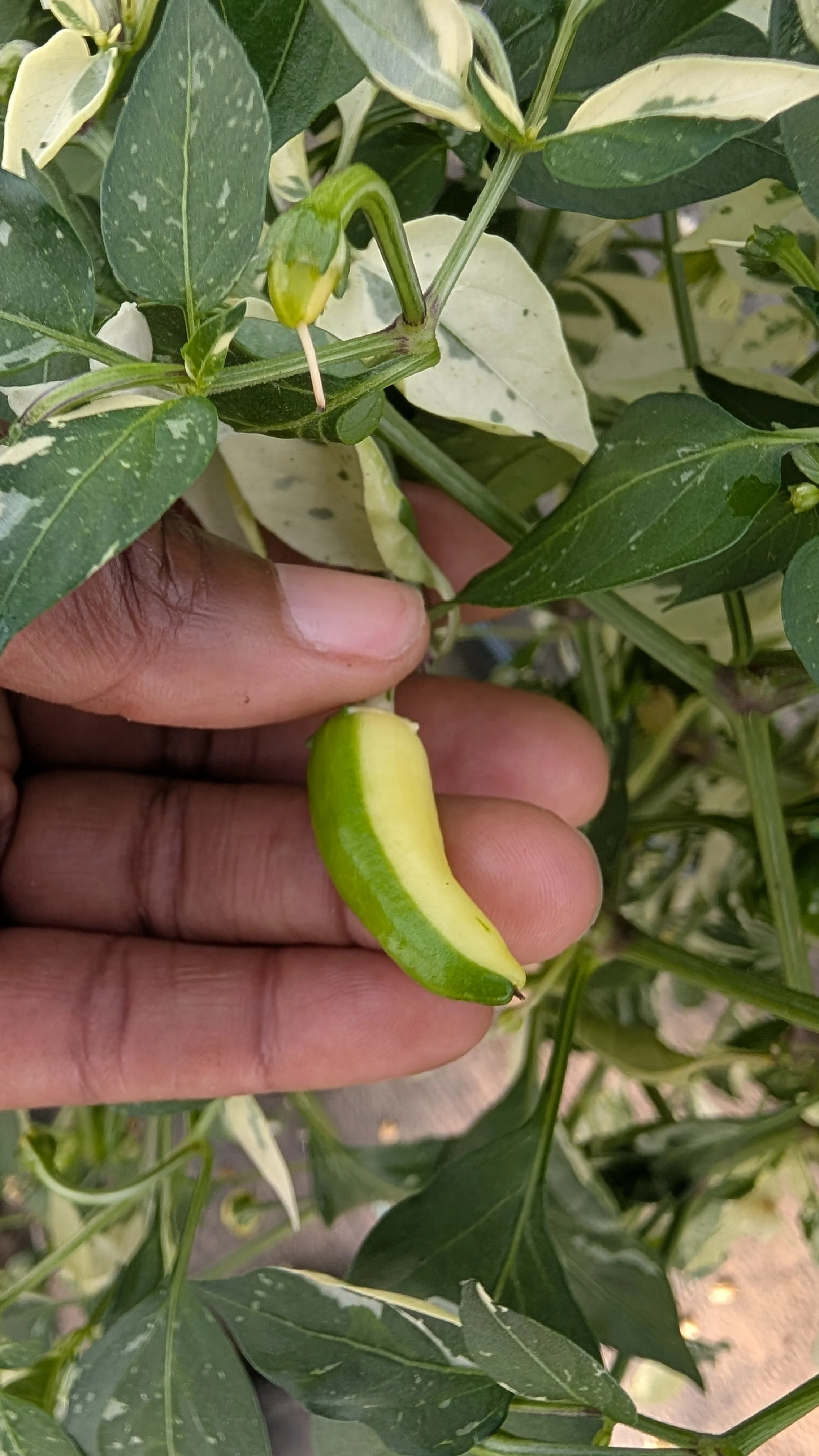 Green and yellow variegated leaves of a plant with a small, curved, green fruit hanging from it.