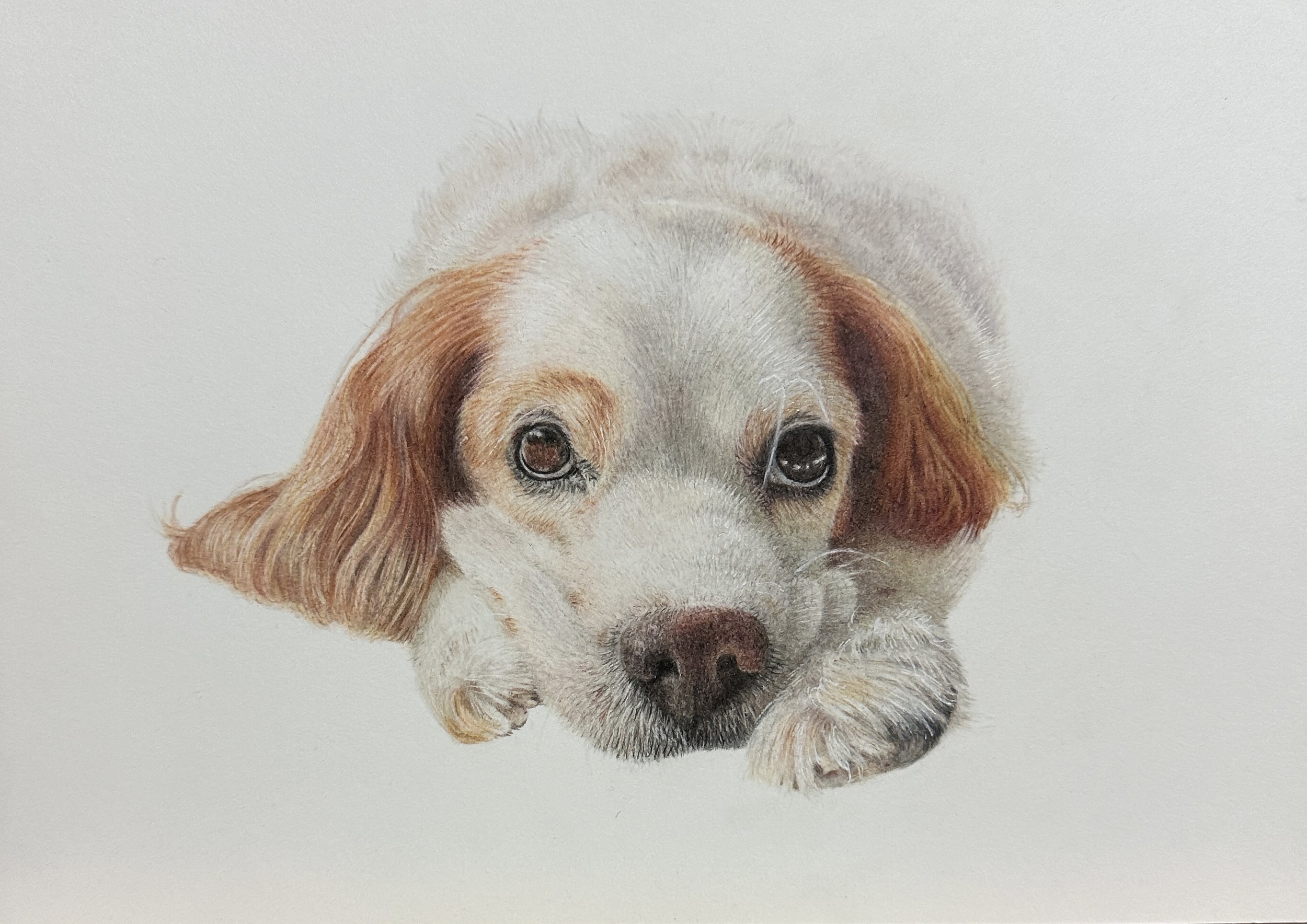 Colorful realistic portrait of a dog, possibly a cavalier king charles, with brown ears and expressive eyes, on a plain light background.