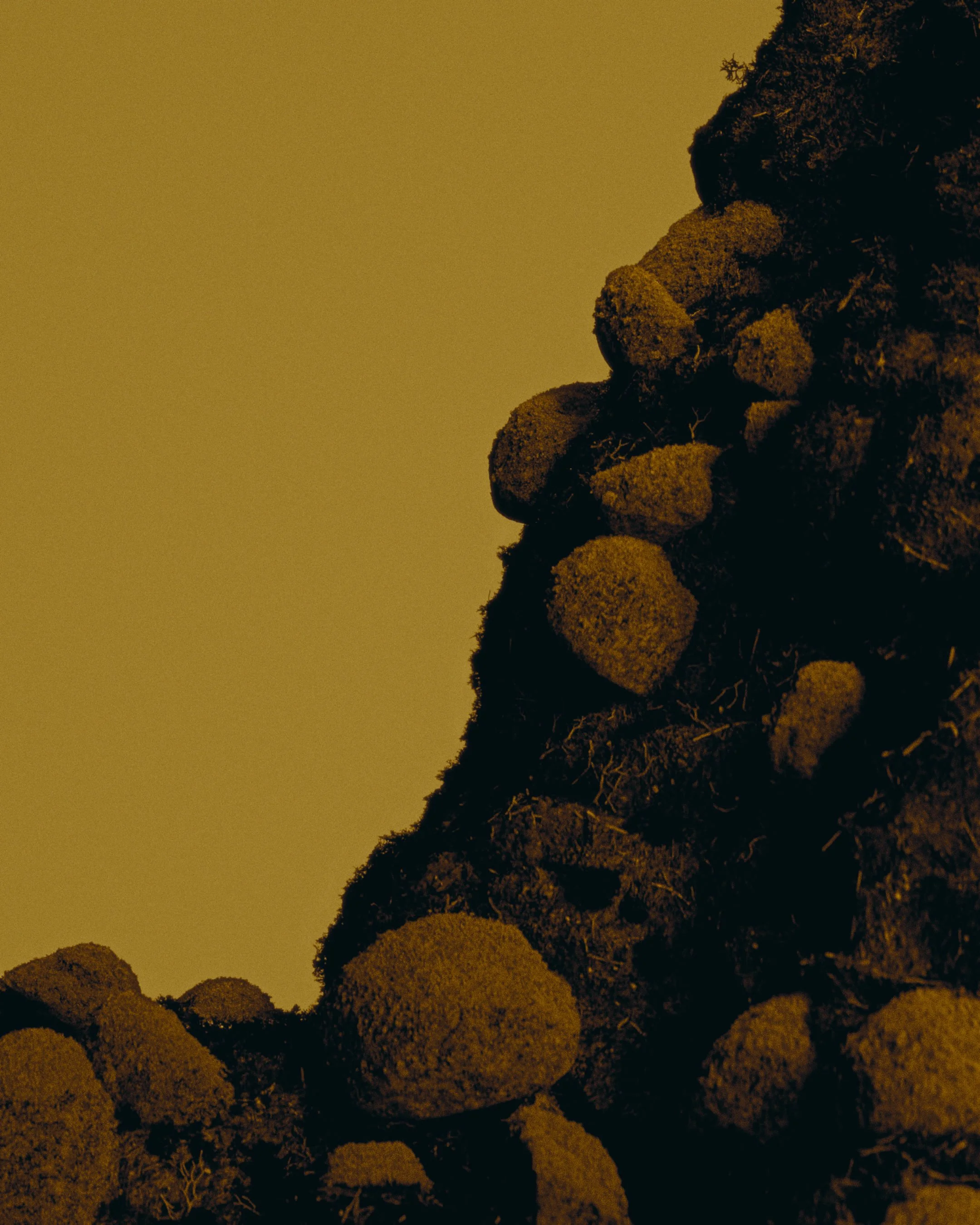 Close-up of moss-covered rocks or soil with a dark background.