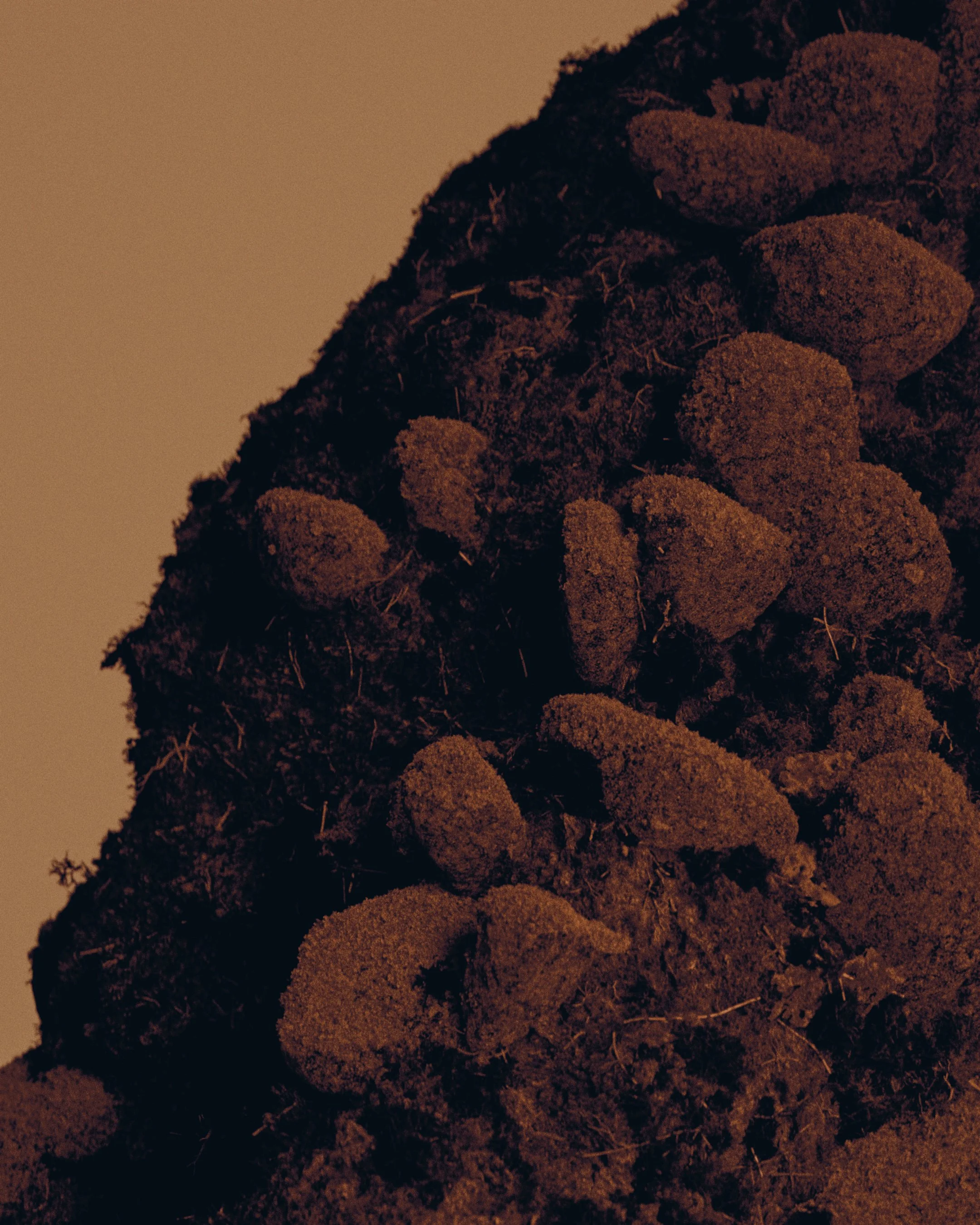 Close-up view of a cluster of brown, oval-shaped truffles growing in dark soil.