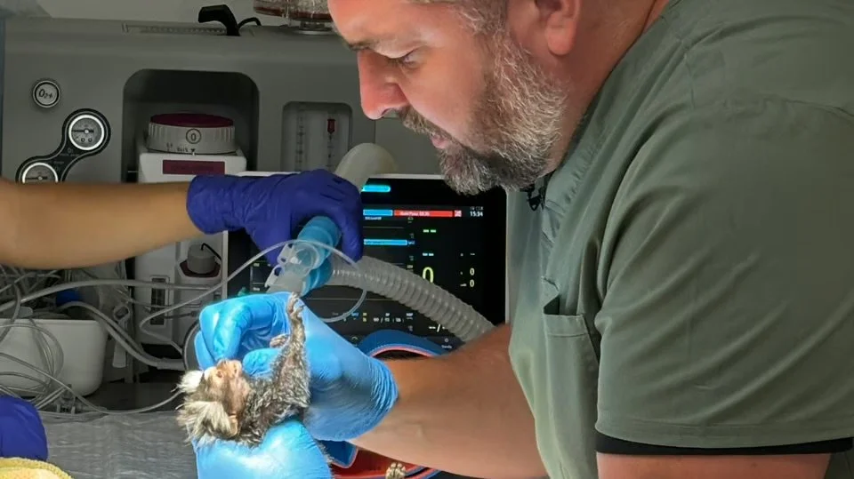 Föredrag: Älskade husdjur i krigets Ukraina