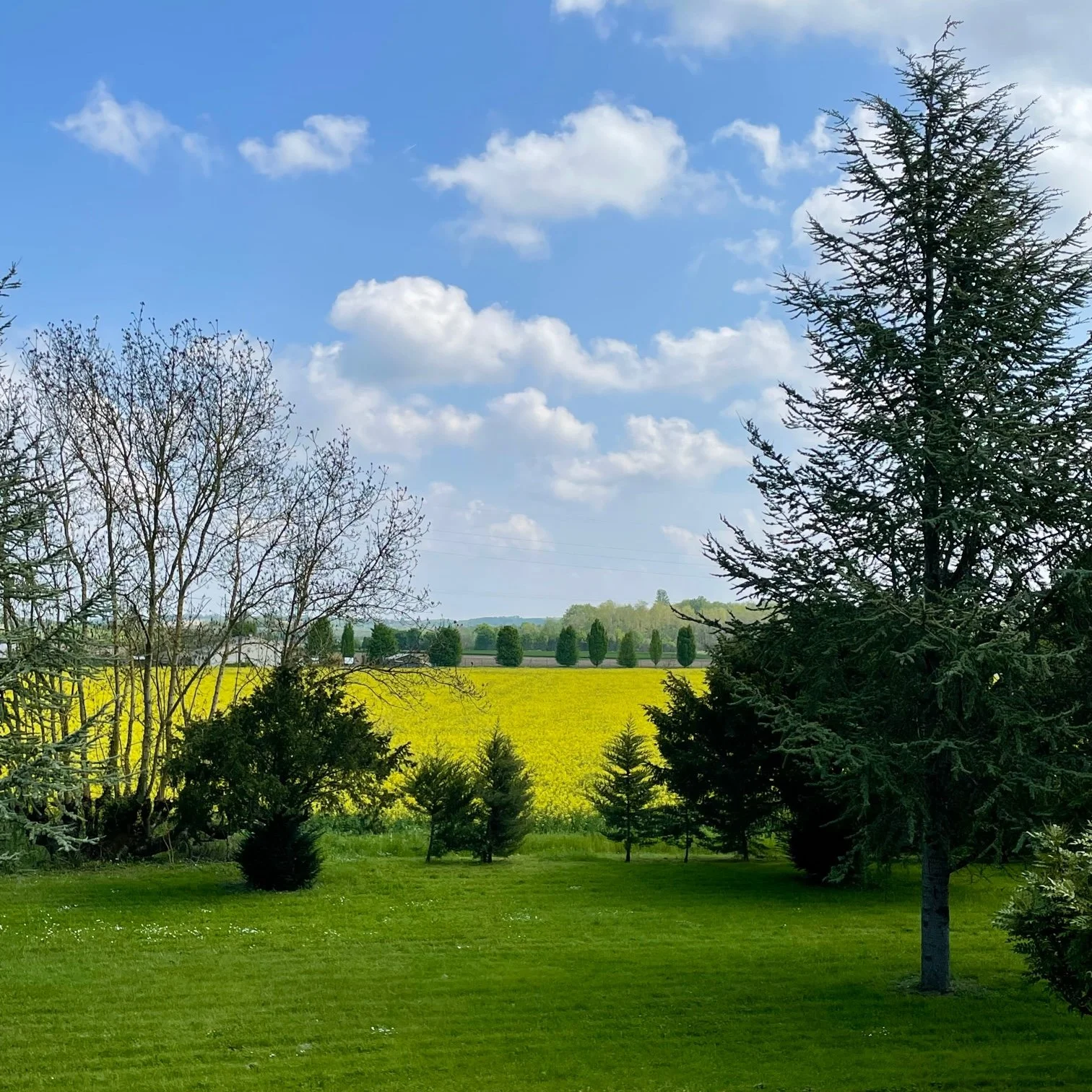 LPB Rapeseed View Squ.jpg