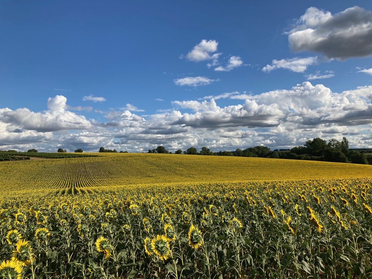 Rolling Hill Sunflowers.jpg