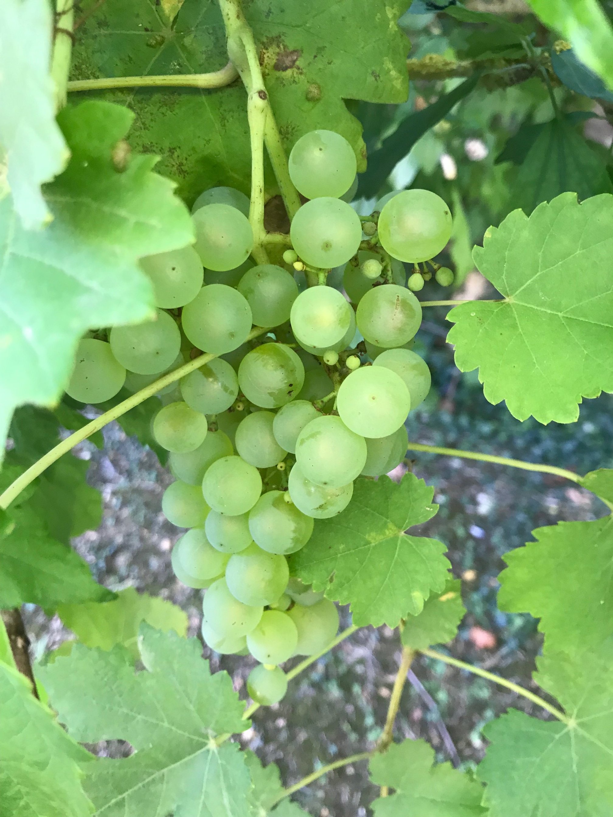 Genac Grapes.jpg