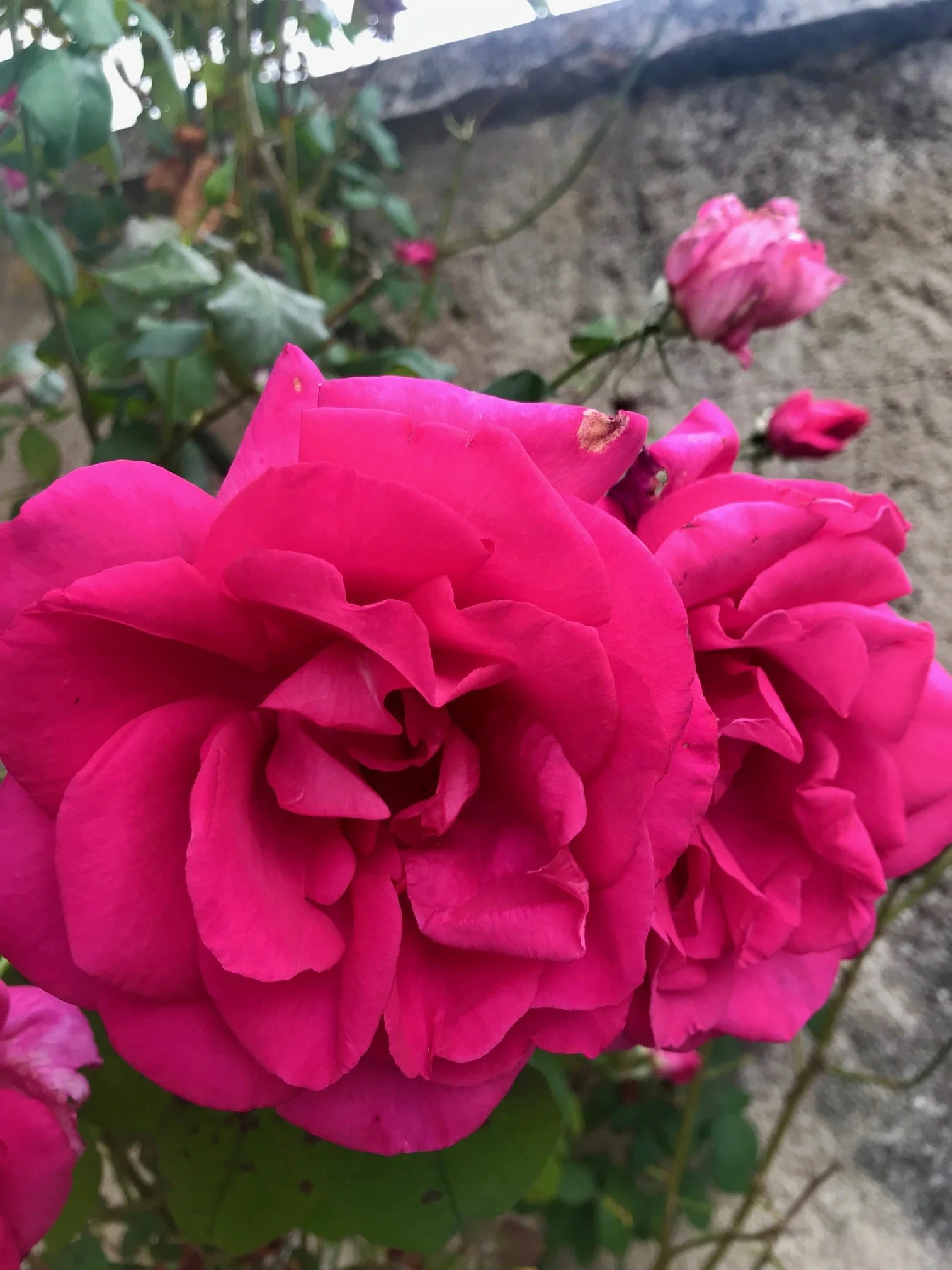 Genac Roses.jpg