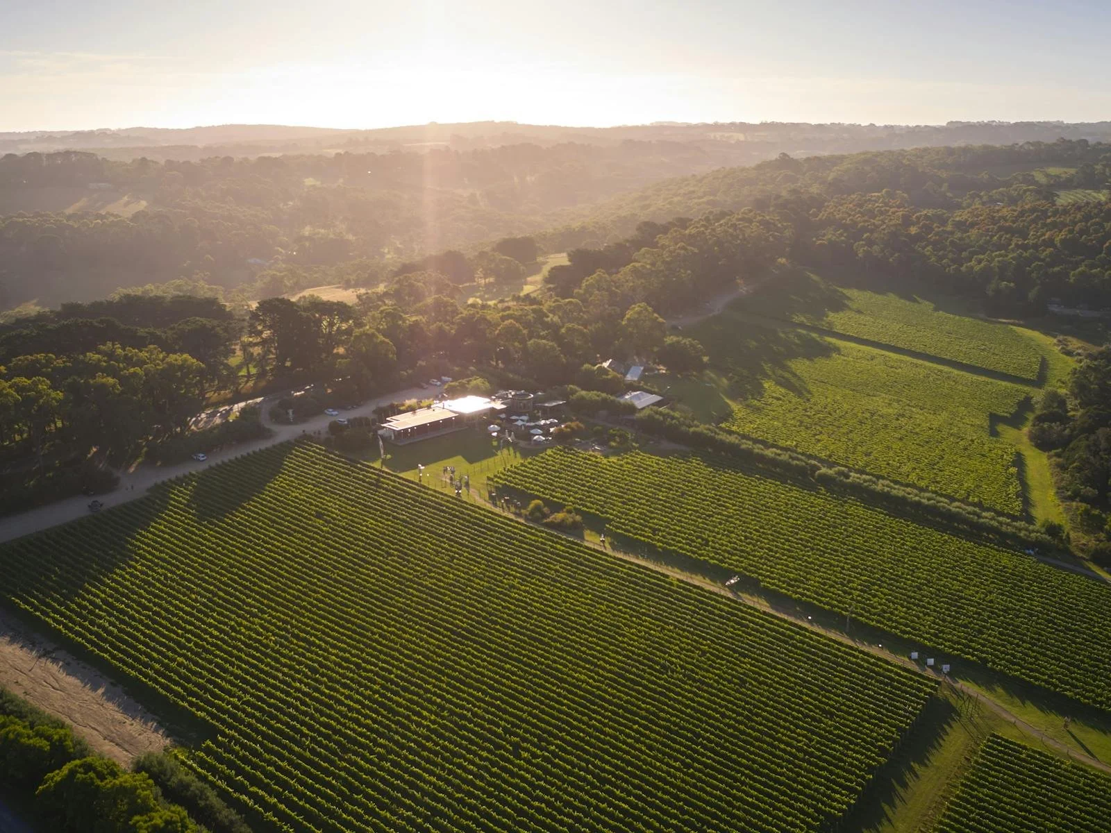 Aerial view of a vineyard with rows of grapevines, surrounded by trees and hills, with a building and parked cars at the vineyard's entrance, under a bright sky.
