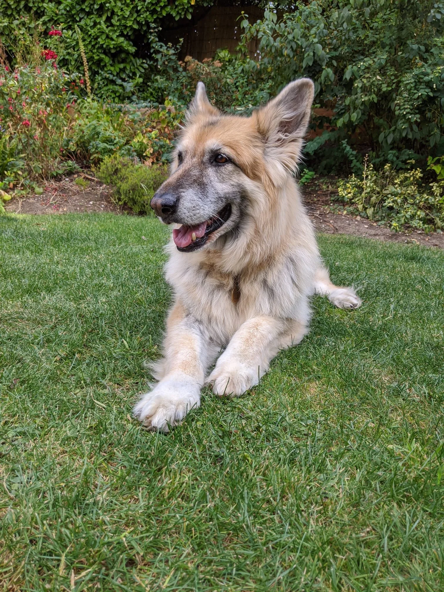 A German Shepherd sitting on green grass in a garden with plants and flowers in the background.