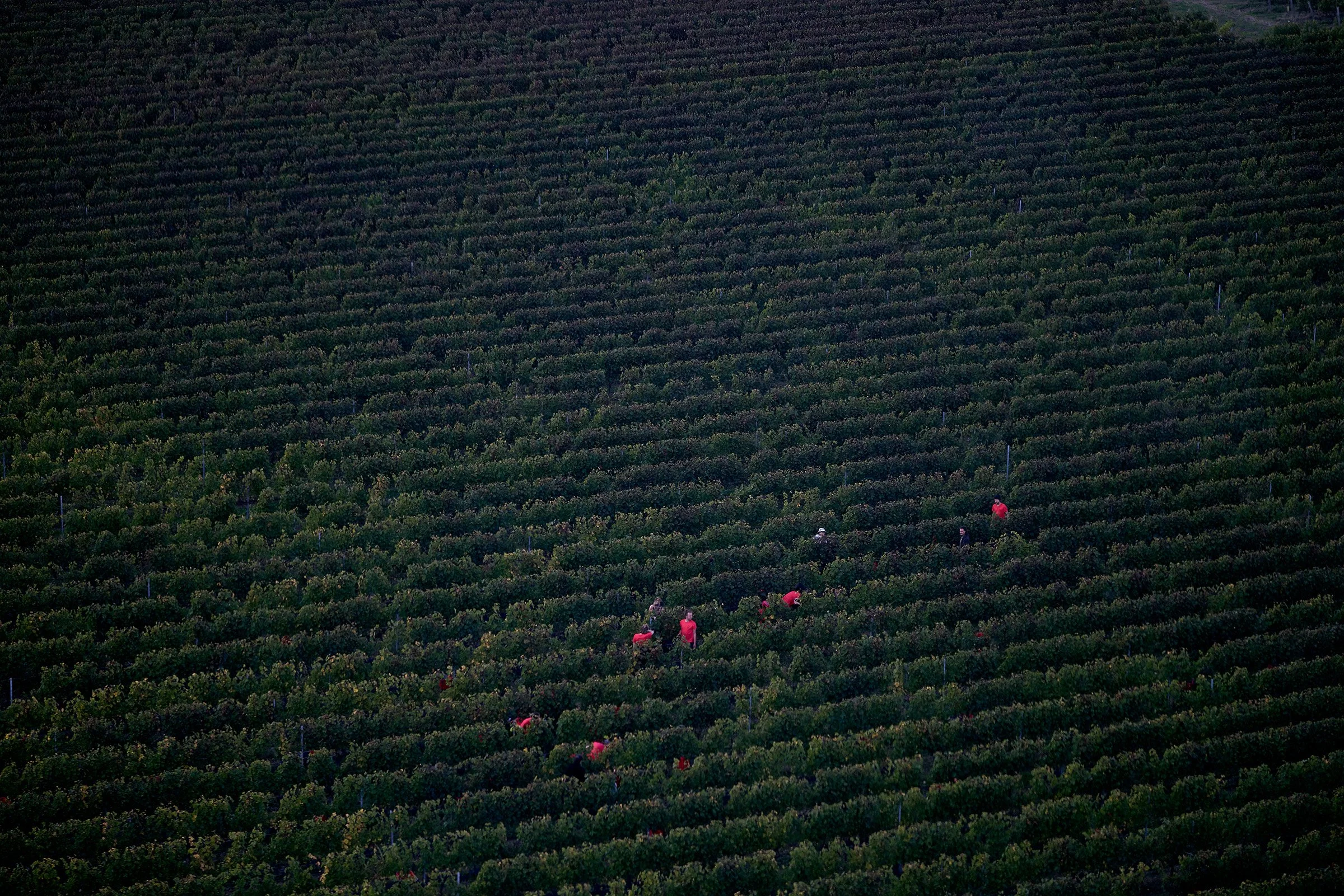 parcelle de vignes avec des vendangeurs habillés en rouge