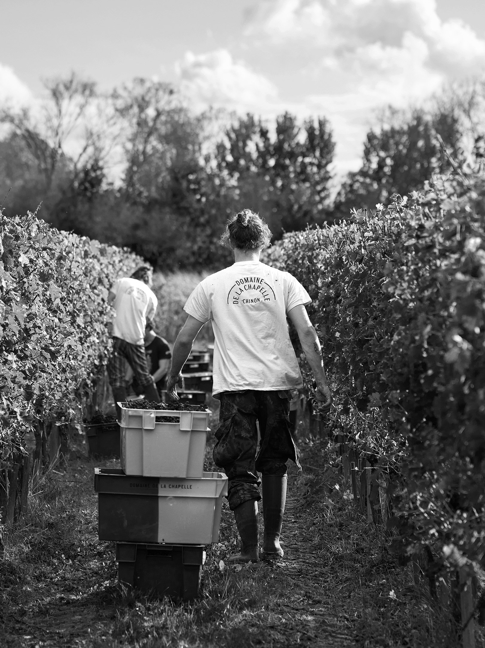 Vendangeur de dos dans un rang de vigne. Il porte un t-shirt marqué "Domaine de la Chapelle" et marche entre des caisses de raisin fraîchement cueilli