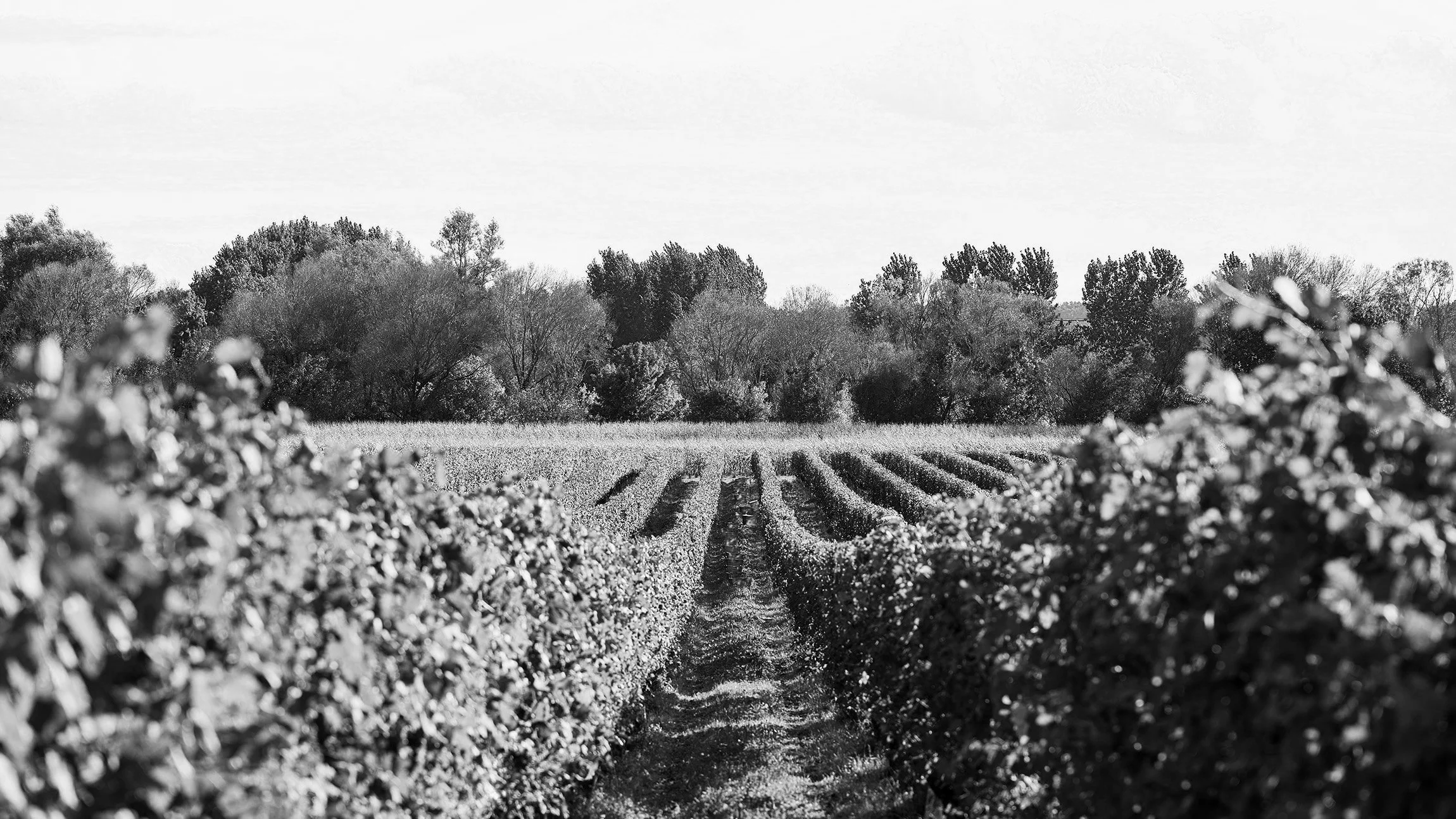 Vignes de cabernet franc avec au loin des arbres qui définissent la bordure de la rivière Vienne