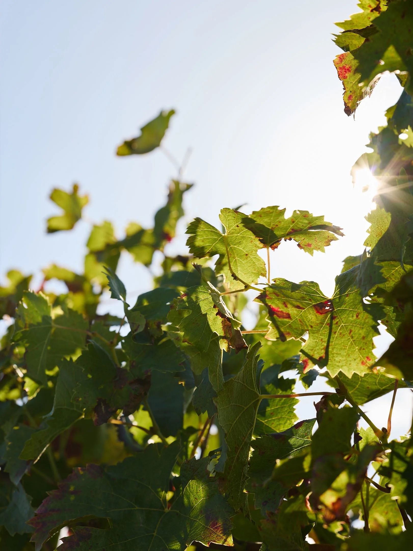 Rameau de vigne avec des feuilles